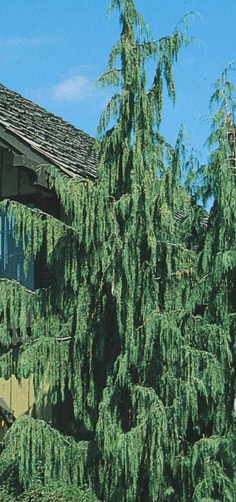  NURSERY 12.33-Gallon Feature Tree Weeping Alaskan Cedar In Pot (With Soil)