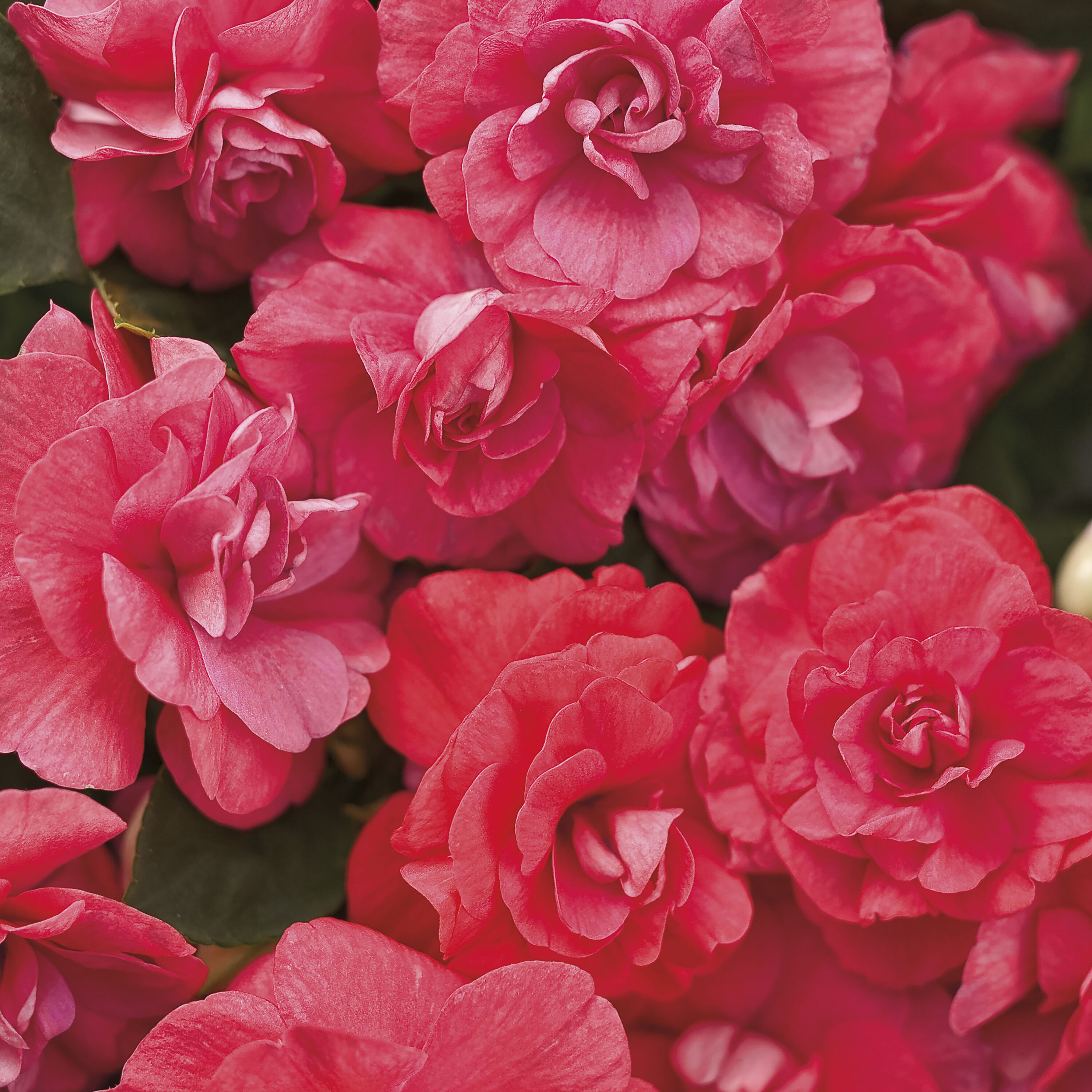 Proven Winners IMPPRW1057504 Pink Rockapulco Coral Reef Double Impatiens in 4.25-in Pot