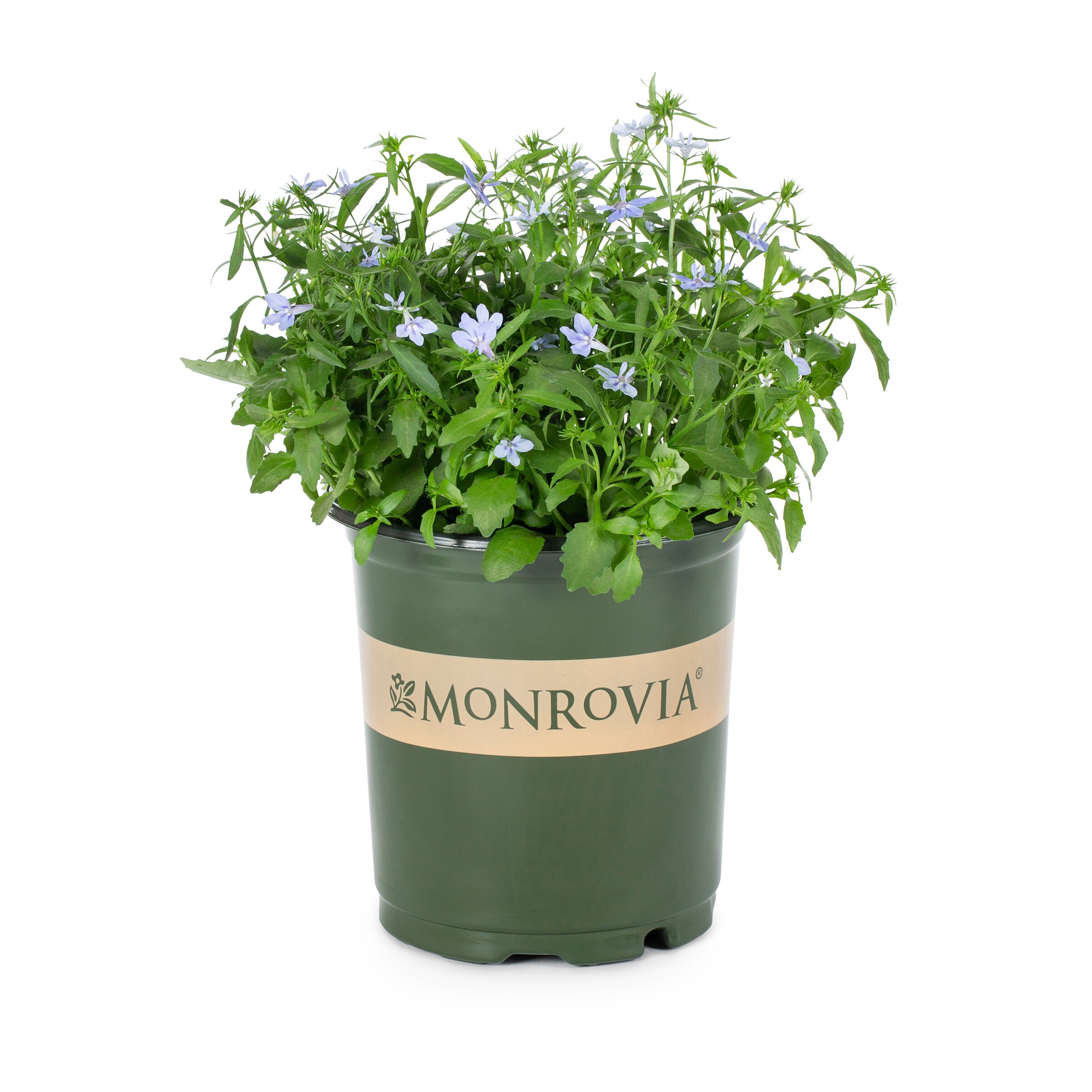 Lowe's NURSERY annuals - View #3