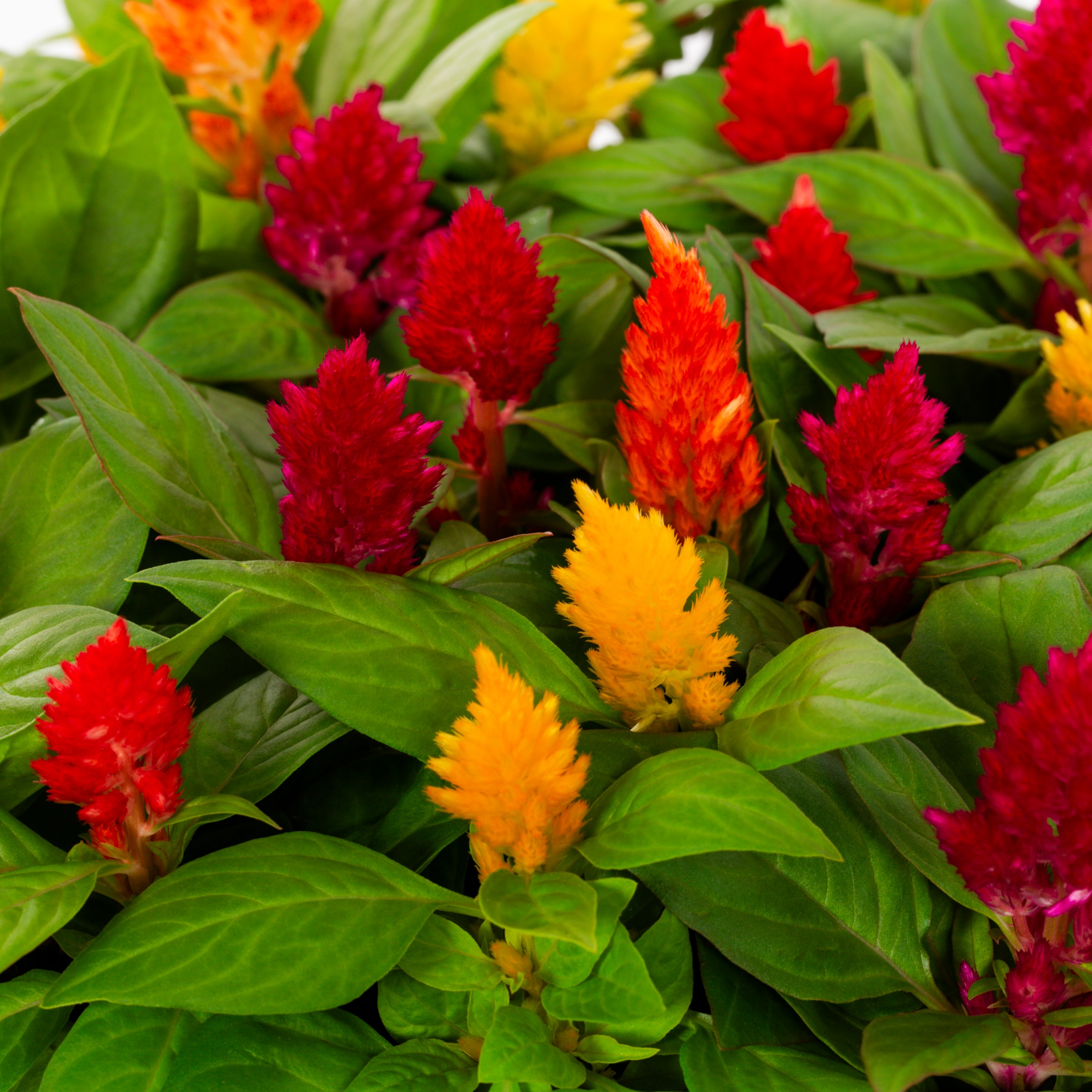 Metrolina Greenhouses Multicolor Cockscomb in 1-Gallon Planter in the ...