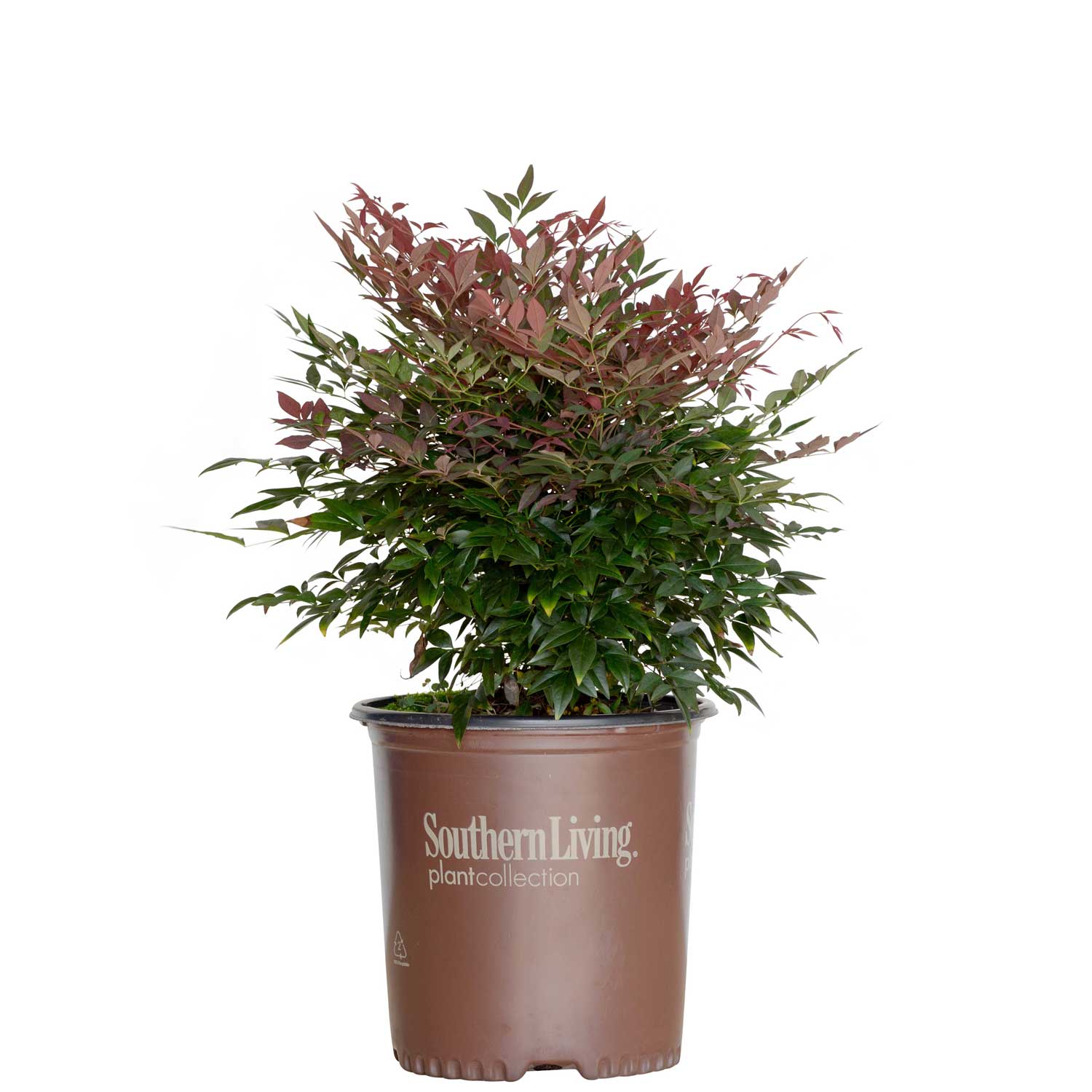 Southern Living Plant Collection 43142TSL-1 shrubs - View #3