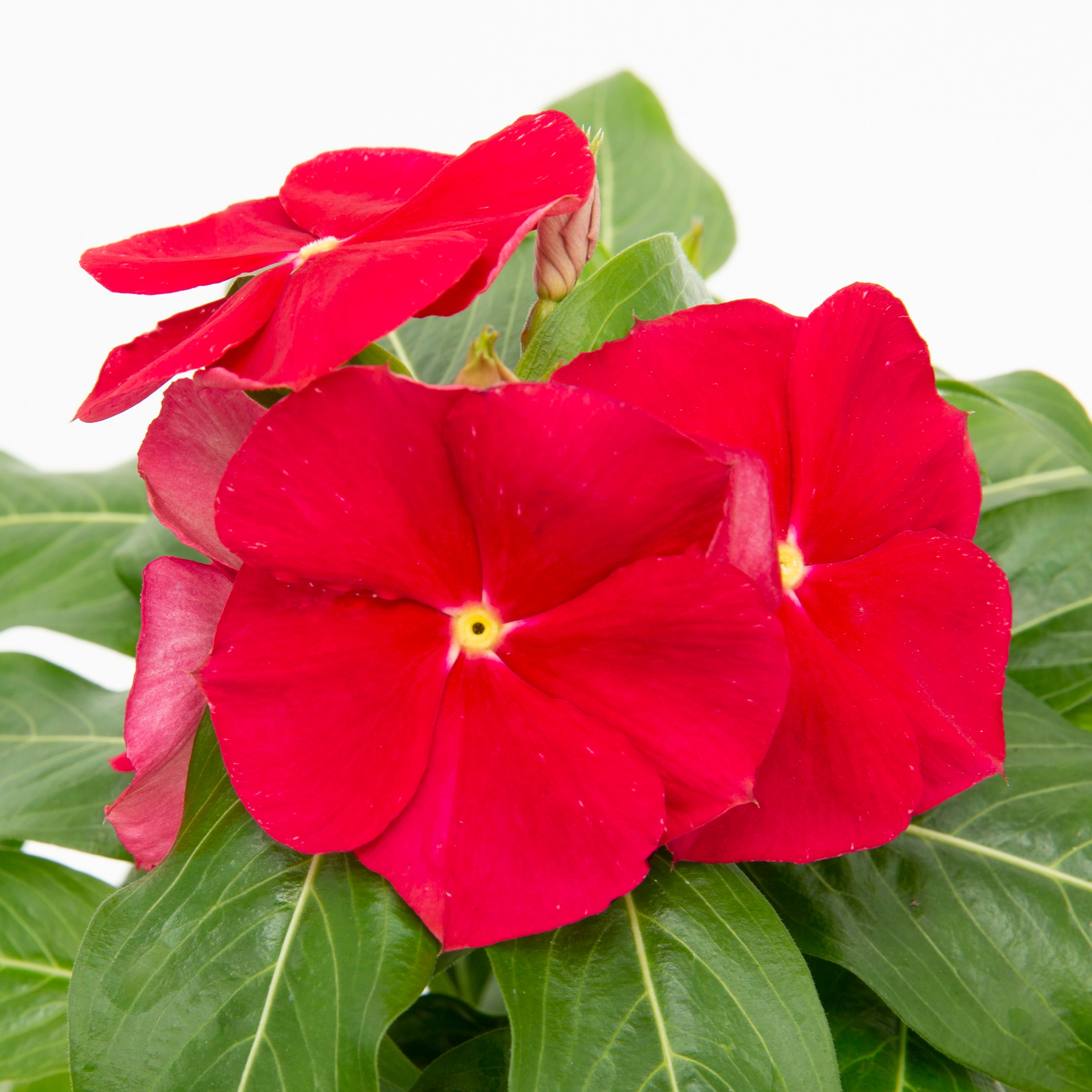 Lowe's NURSERY annuals - View #3