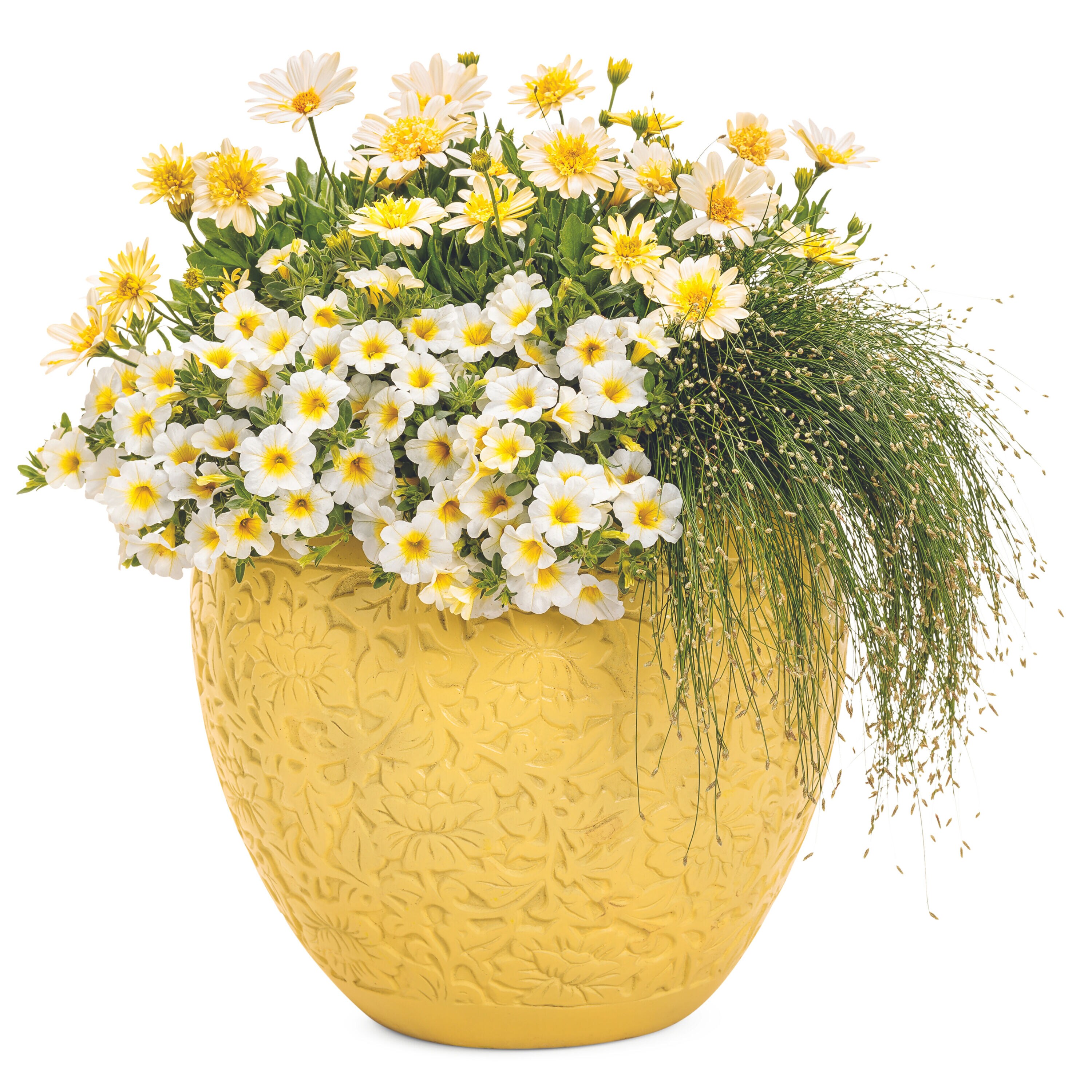 Proven Winners OSTPRW2527504 annuals - View #6