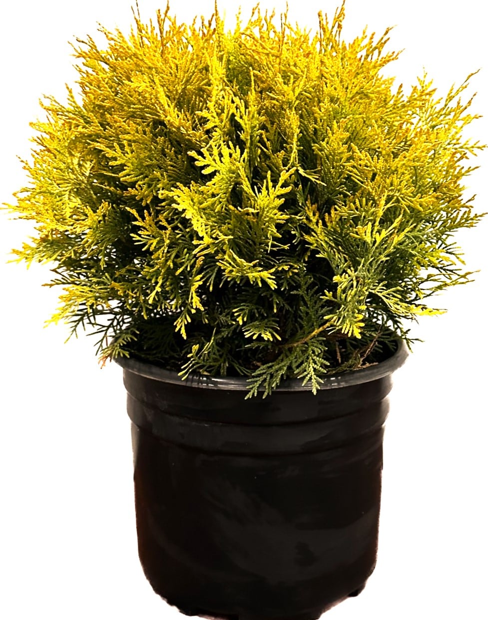  O882003 Golden Globe Arborvitae Accent Shrub in 2.25 -Gallon Pot 1 -Pack