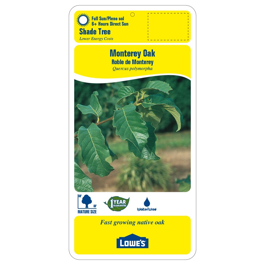 Lowe's 014305054057 trees - View #2