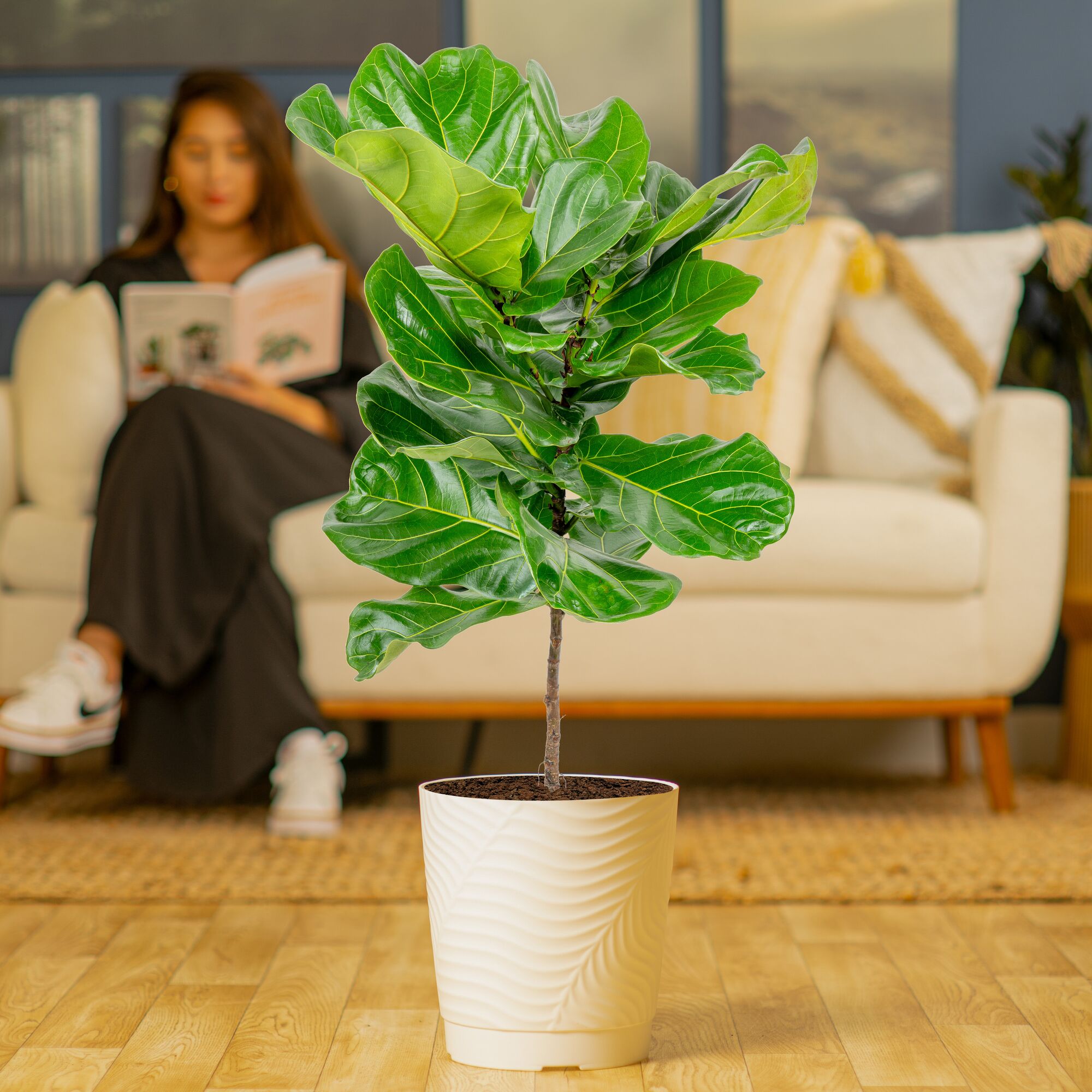 Costa Farms L-FLF-S-NCP-01-LW hseplants - View #4