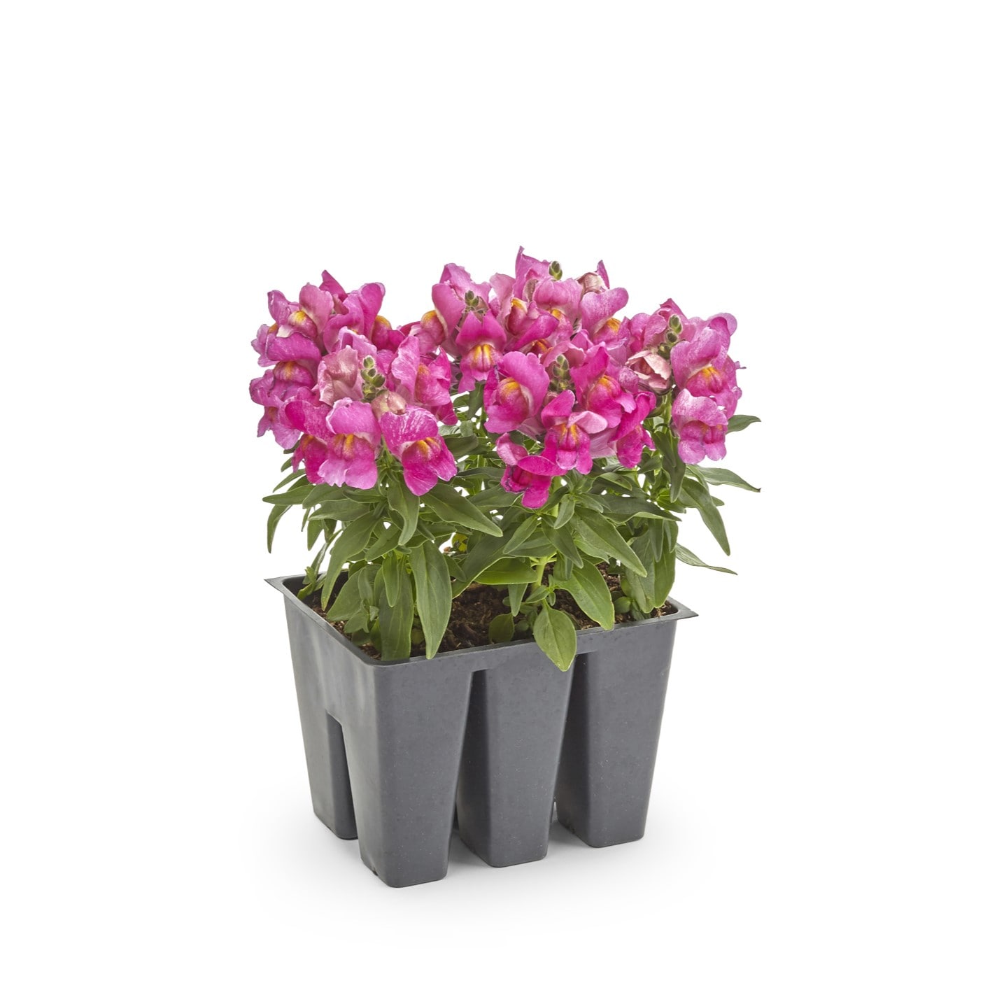 Lowe's Multicolor Snapdragon in 6-Pack Tray in the Annuals department ...