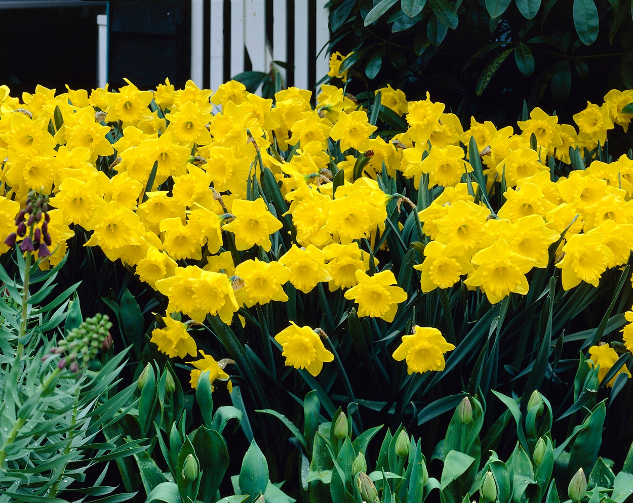 Cubiertos BLW  Amarillo Daffodil - Nai & Pai