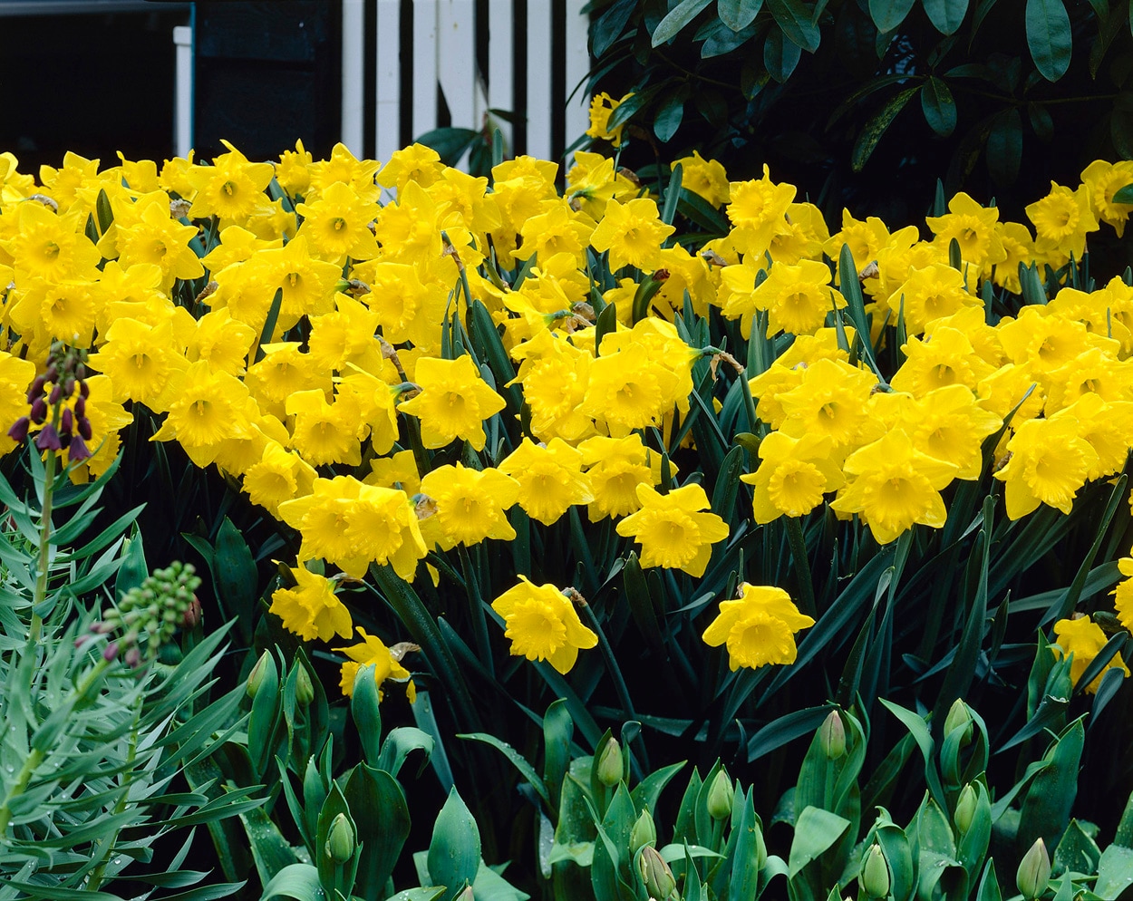 Yellow Trumpet Daffodil:Daffodil Bulbs