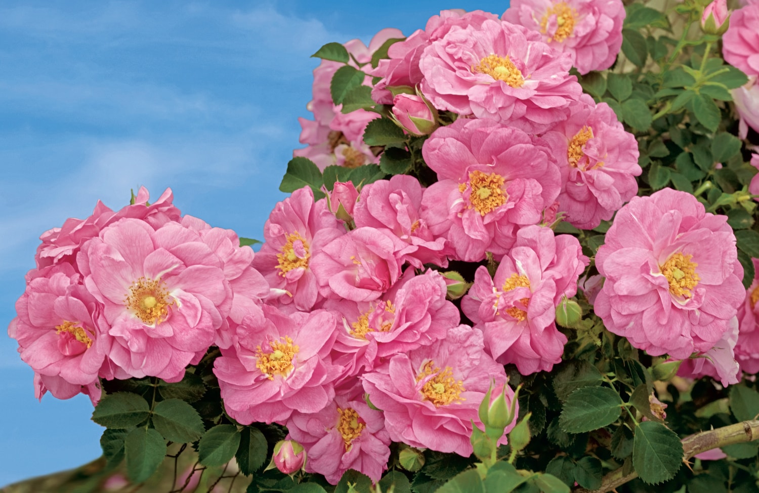Spring Hill Nurseries 86288 roses - View #3