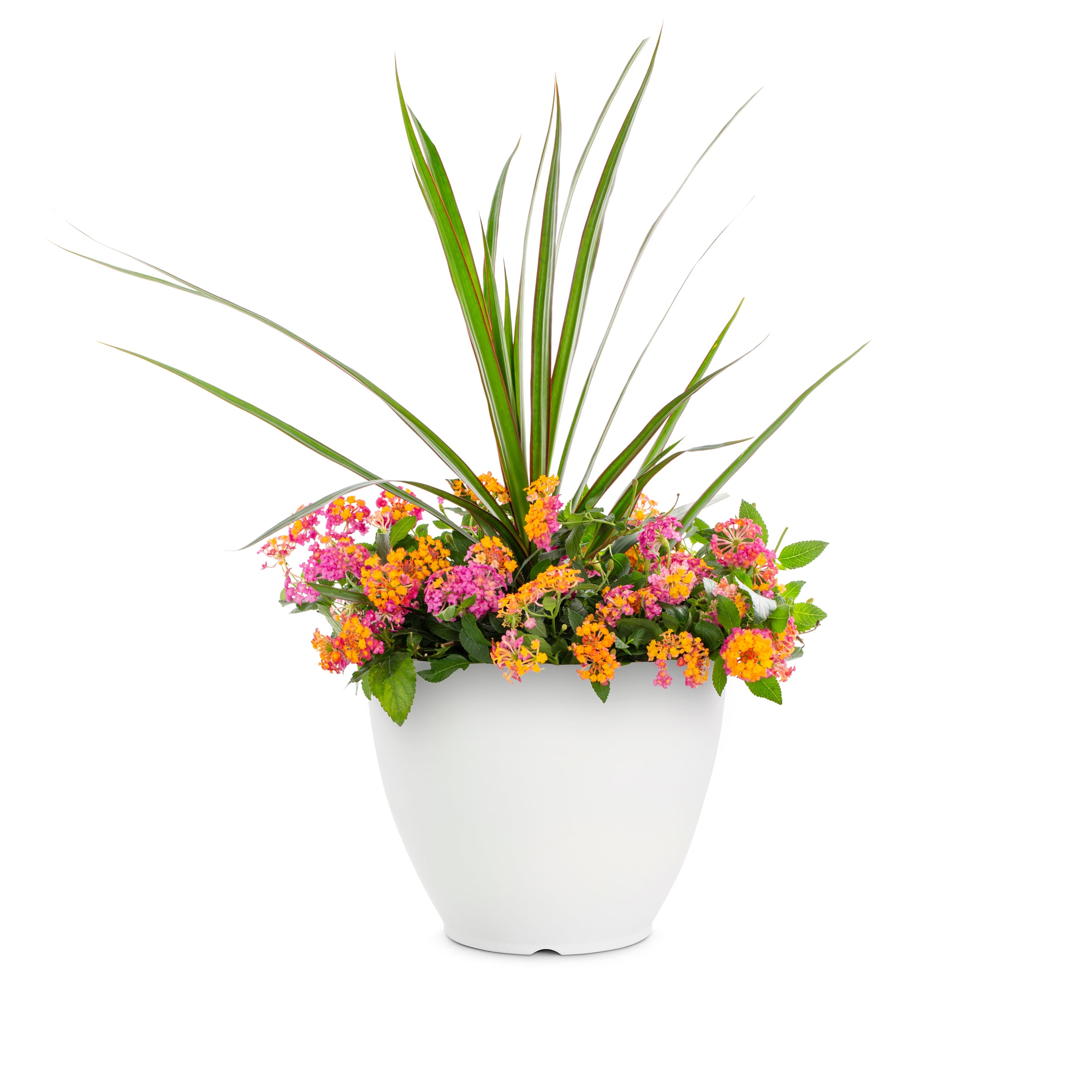 Lowe's 5622876 Multicolor Lantana Passionfruit in 3 Gallon(s) Planter 1 -Pack