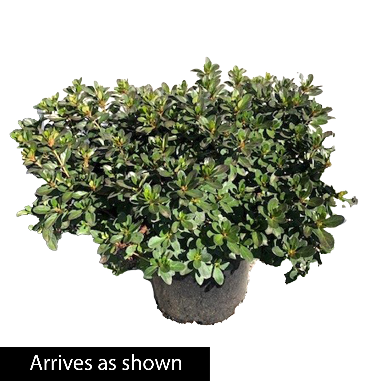 Spring Hill Nurseries 88740 shrubs - View #4