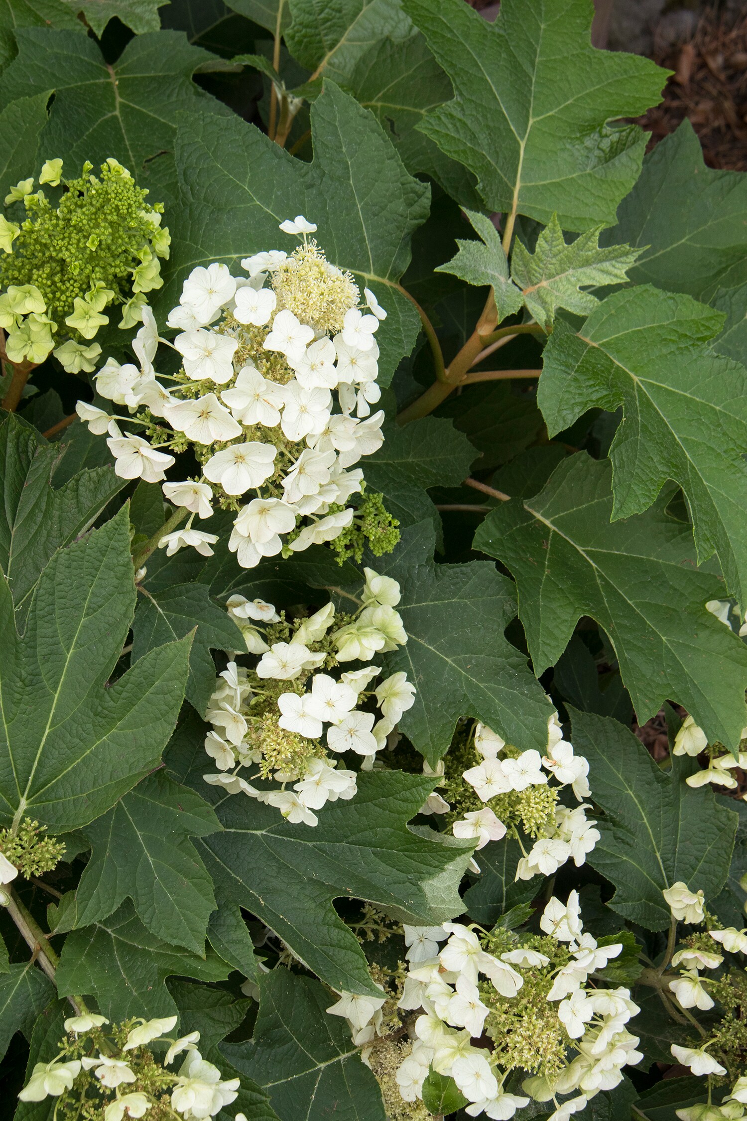 Munchkin Oakleaf Hydrangea Spring to Summer Plants, Bulbs & Seeds at ...