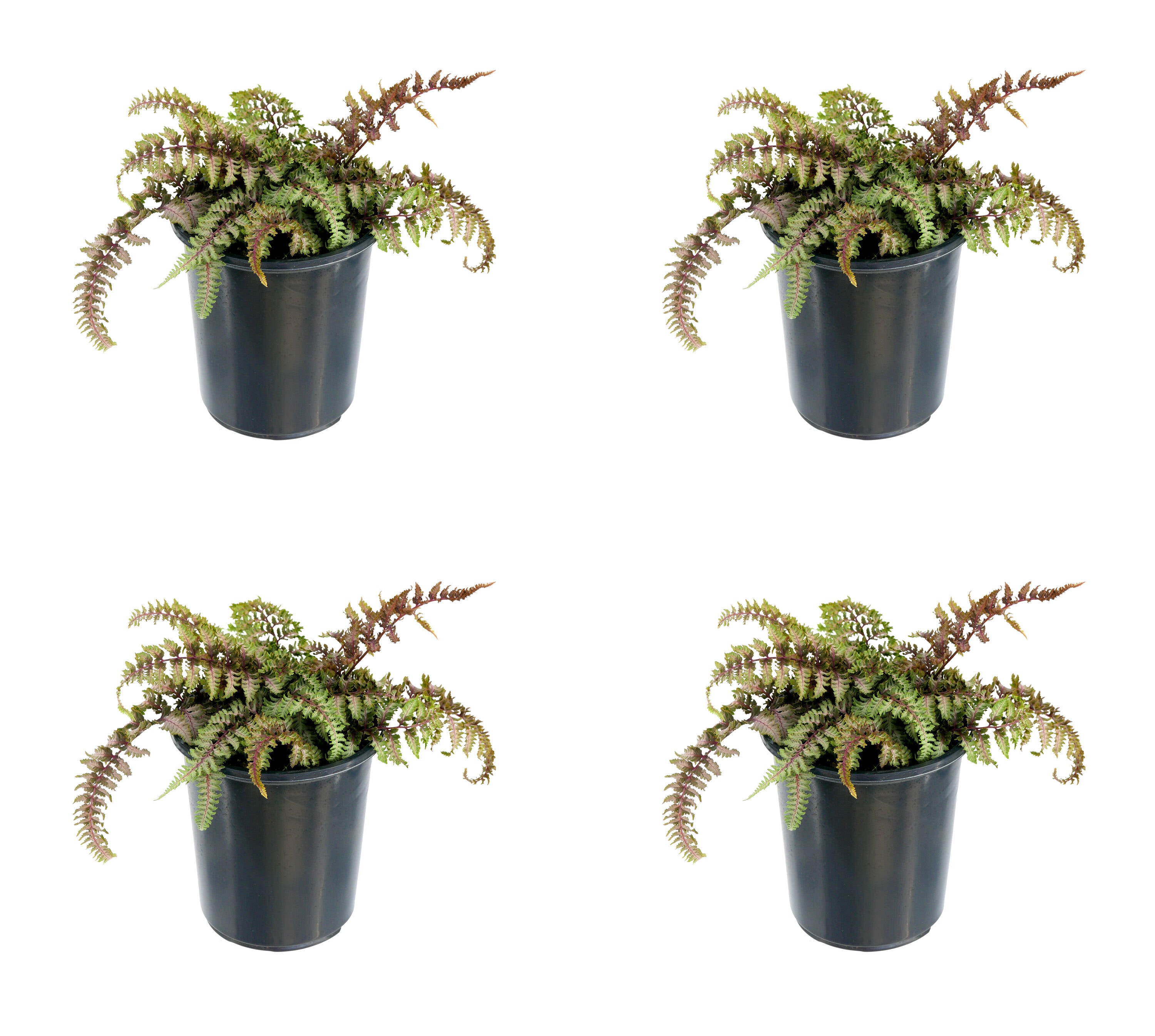  2518 Athyrium Fern Plant in 2.5 -Quart Pot 4.0 -Pack