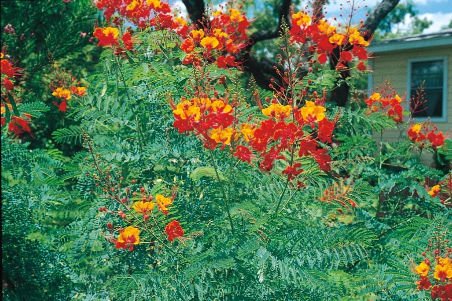 2 Gallon Multicolor Pride Of Barbados Flowering Shrub In Pot L In The Shrubs Department At Lowes Com