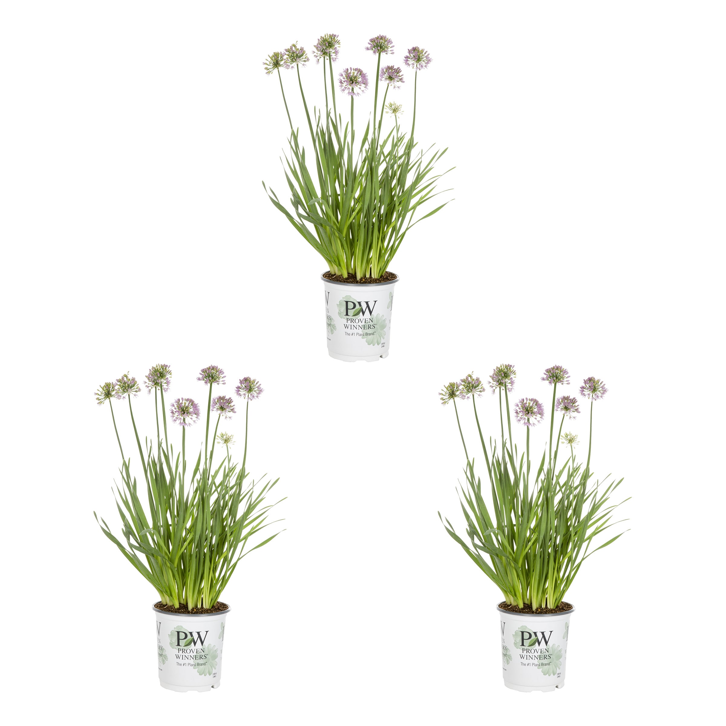 Metrolina Greenhouses 4518 Purple Allium Ornamental Onion Plant in 2 -Quart Pot 3 -Pack