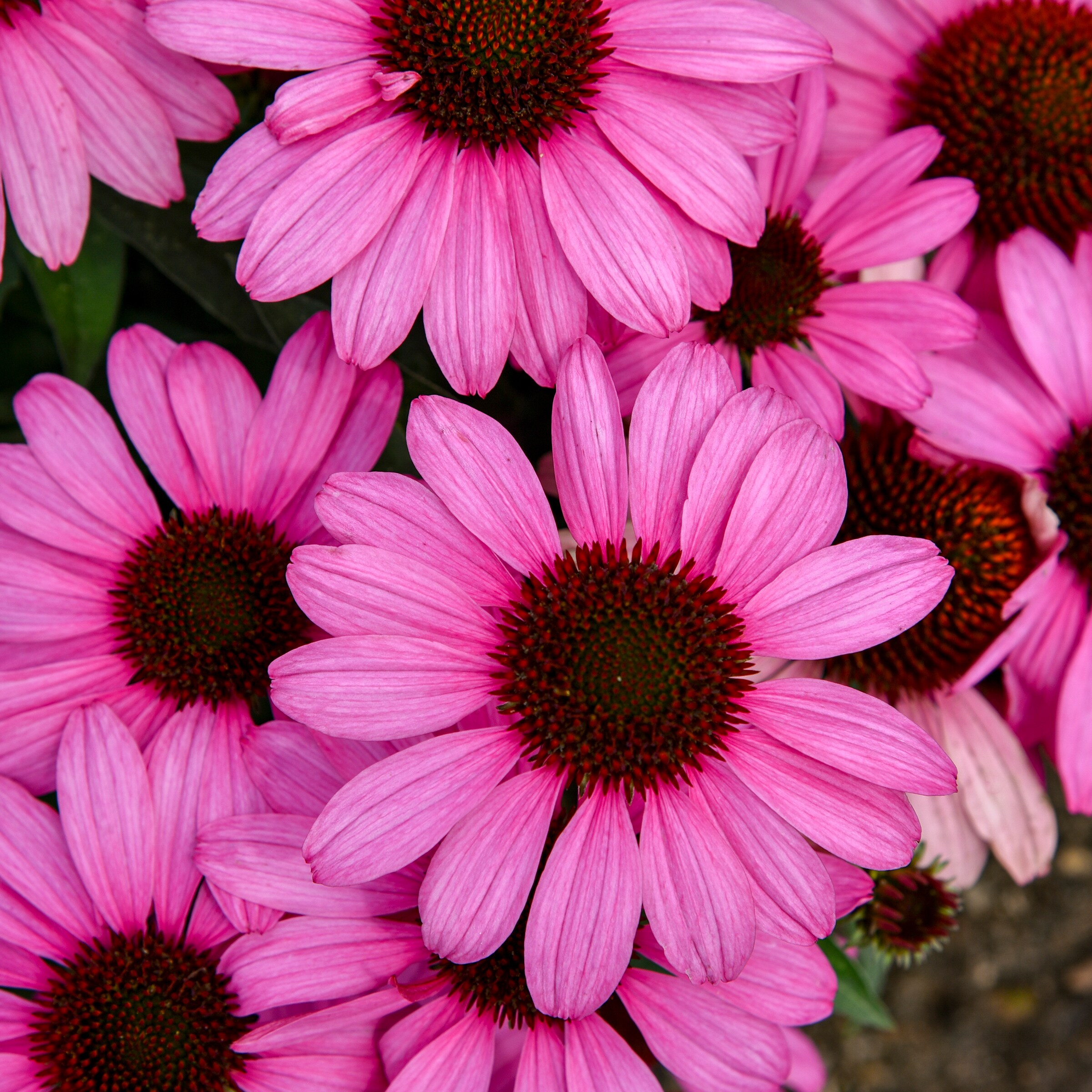  NURSERY perennials - View #2