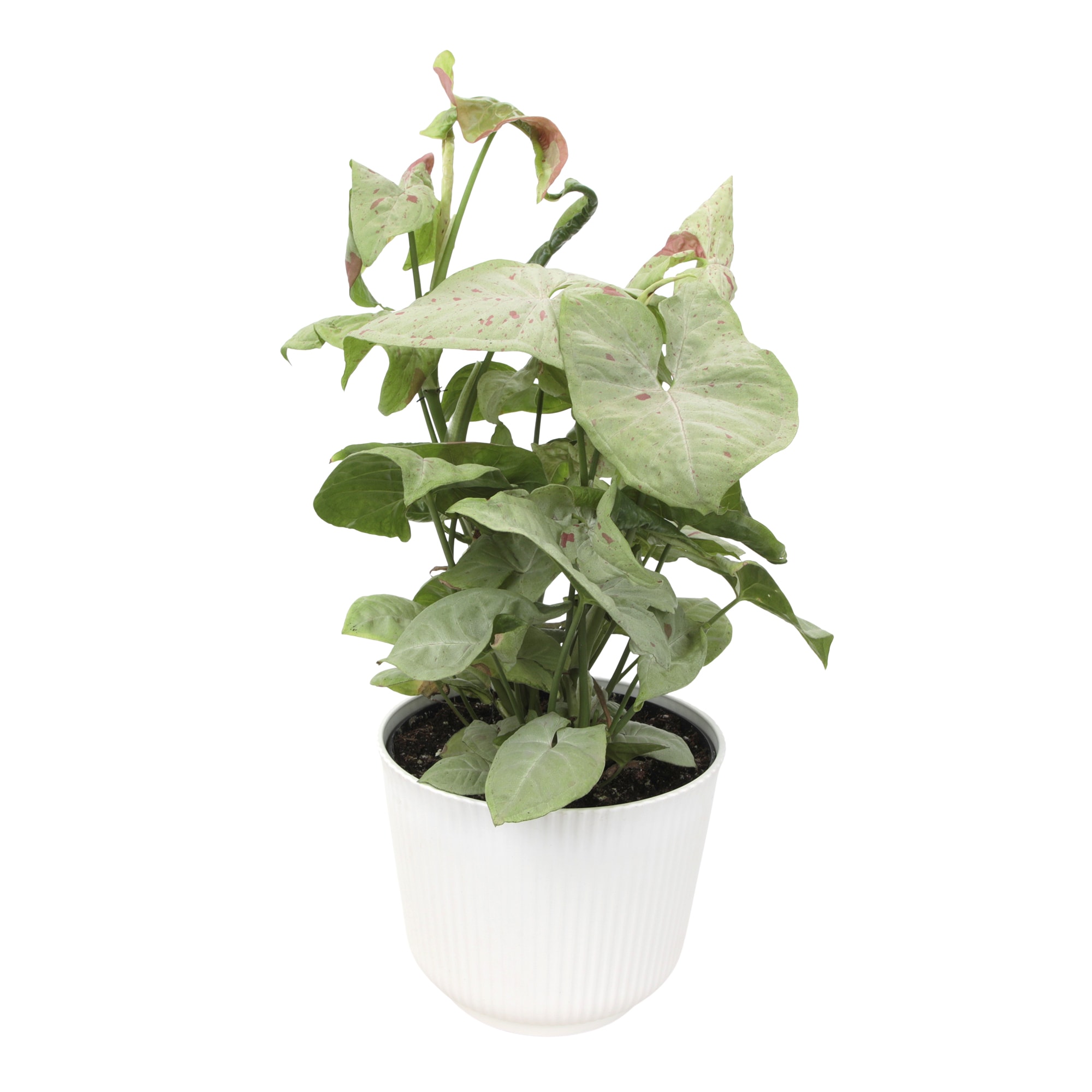 Altman Plants 0873385 Syngonium Milk Confetti House plant in 6 Inch(es) Planter 1 -Pack