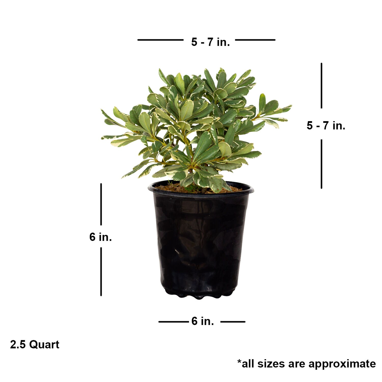 Flowerwood 4787Q-1 shrubs - View #4