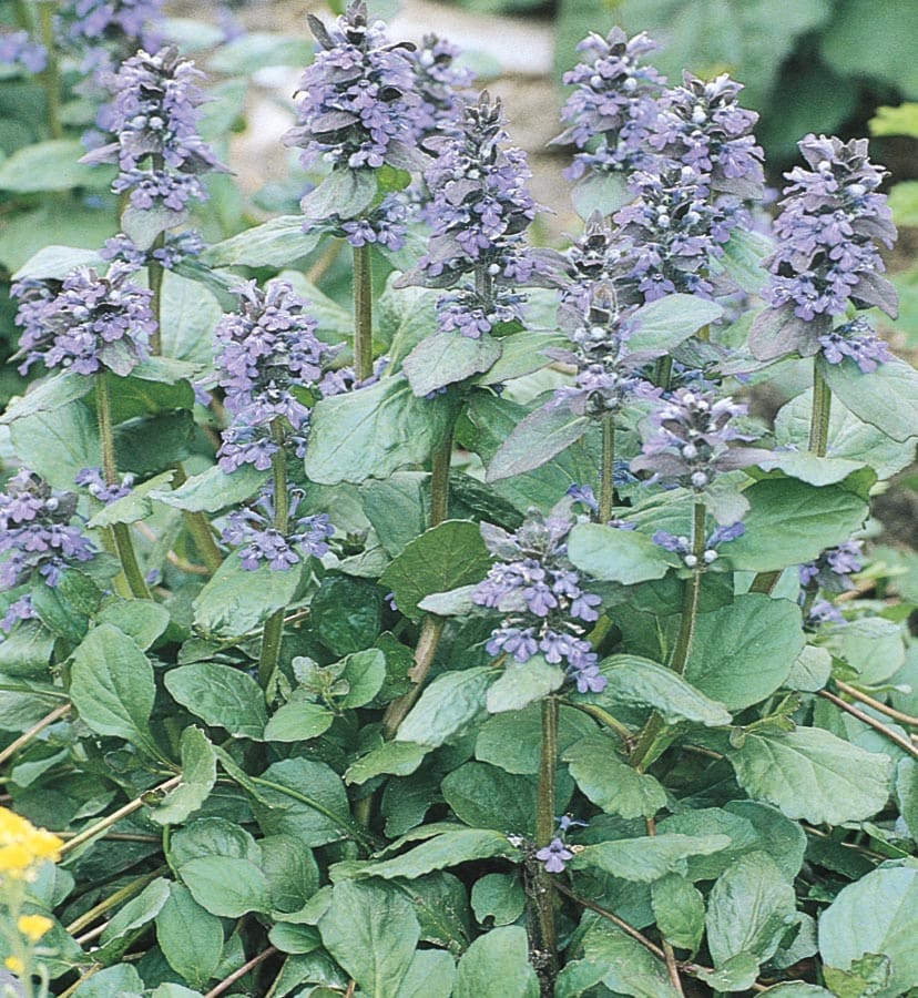 Lowe's NURSERY Blue Carpet Bugleweed in 1 Pint Pot