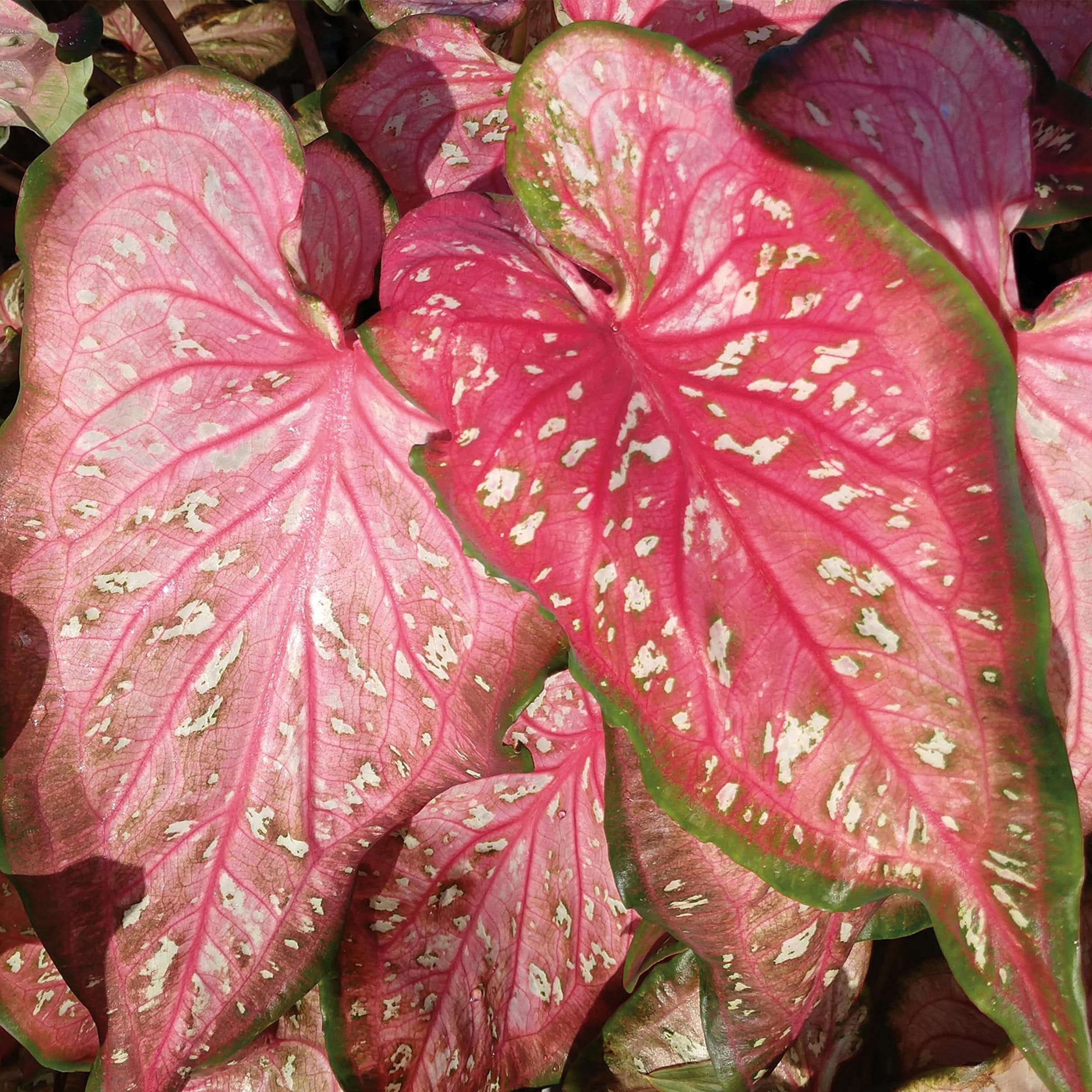 Lowe's NURSERY annuals - View #2