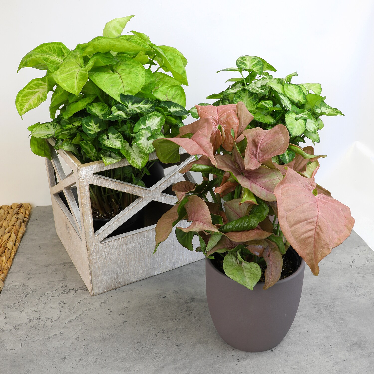 Altman Plants 0872701 hseplants - View #5