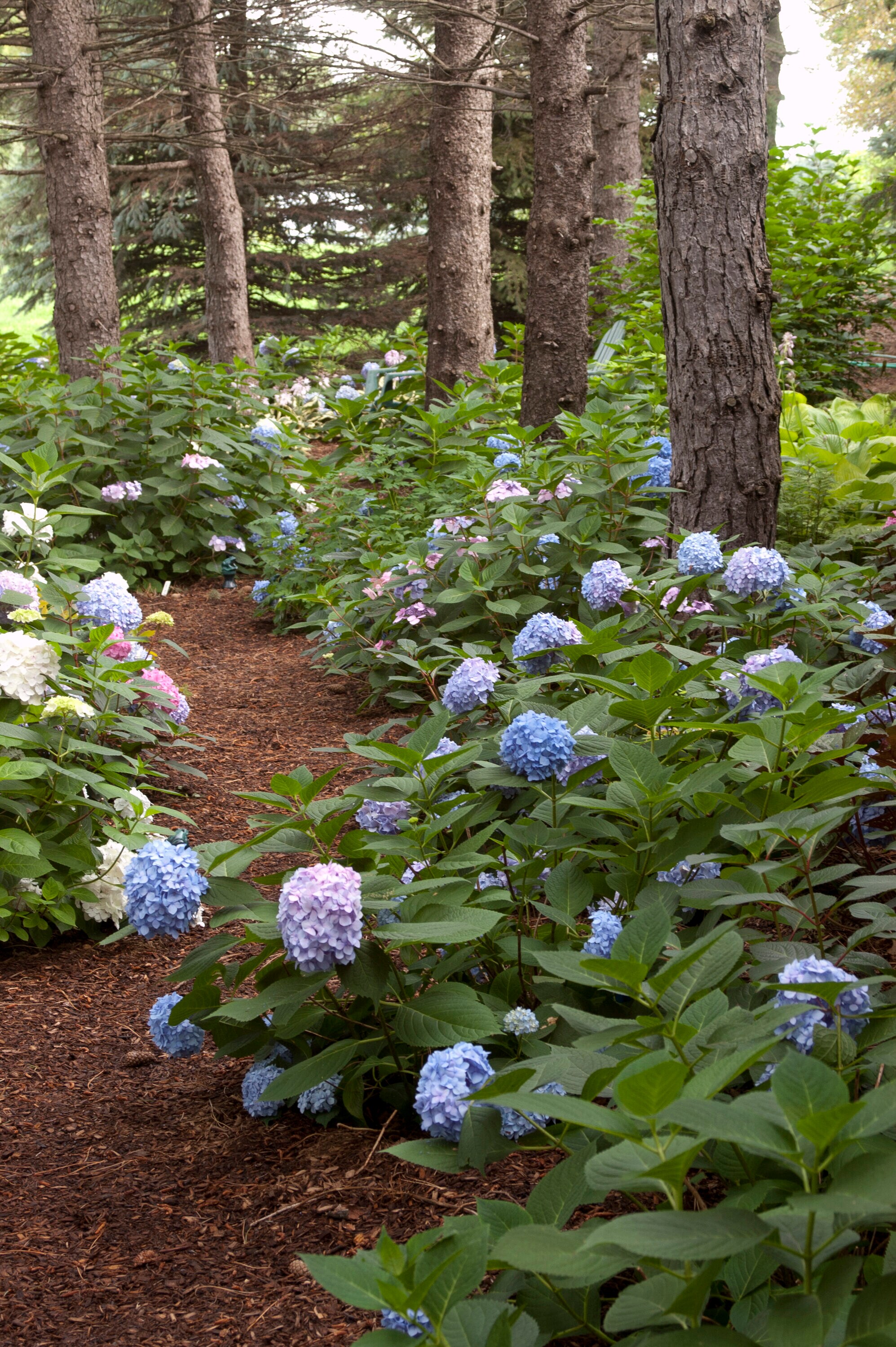 Lowe's Blue The Original Reblooming Hydrangea Flowering Shrub In 1 