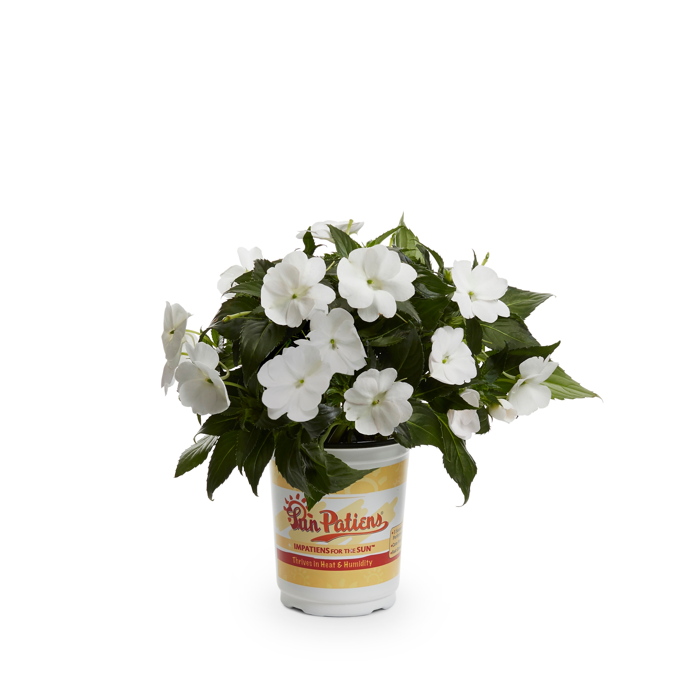 Lowe's 289881 annuals - View #12