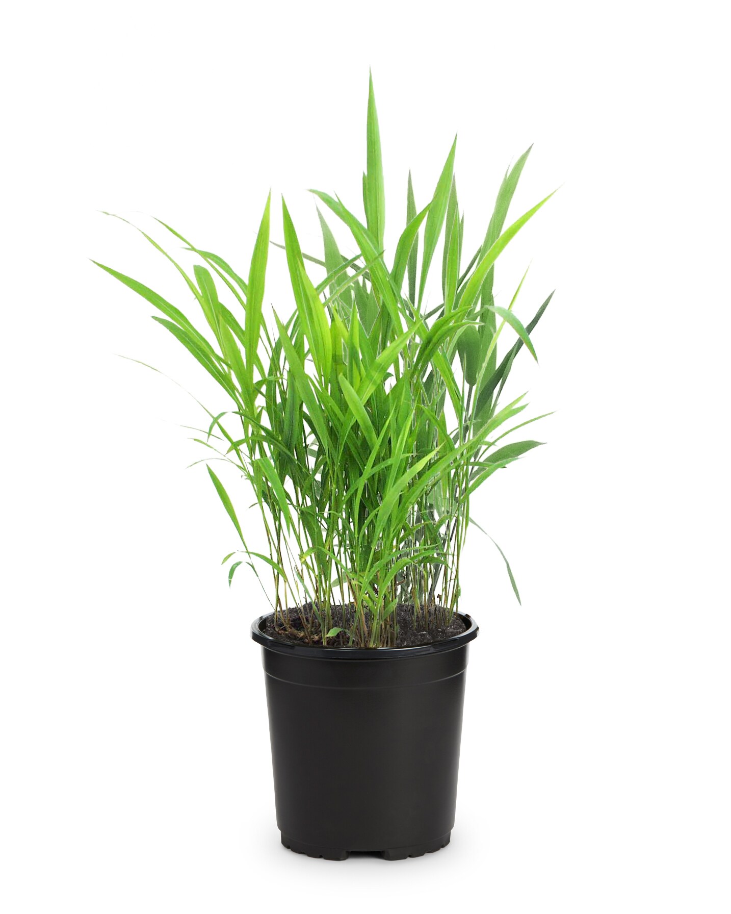 Metrolina Greenhouses Woodoats Plant in 2.5-Quart Pot 3-Pack in the ...