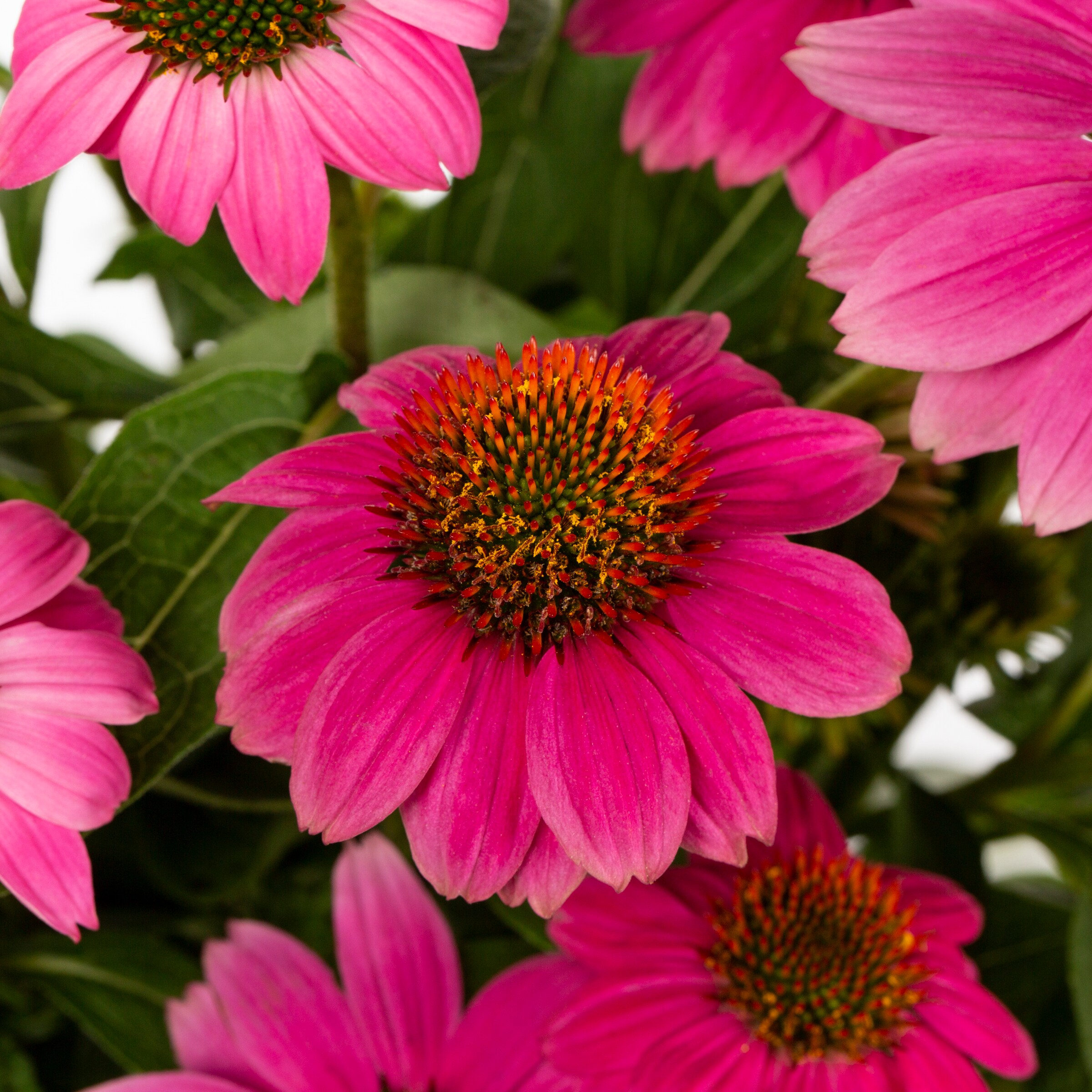 Lowe's NURSERY annuals - View #2