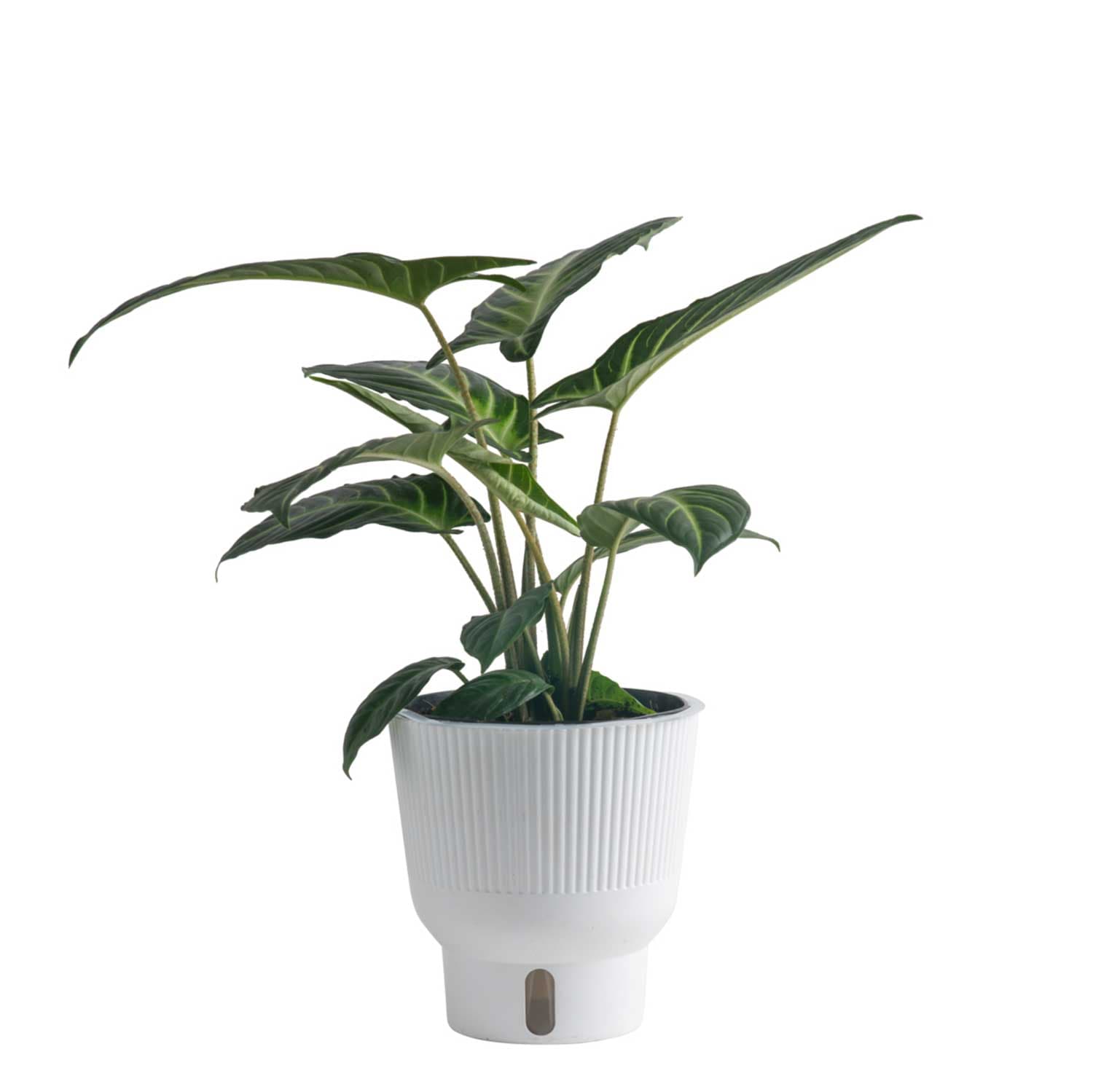 Costa Farms M-XAN-P-WHT-01-LW Trending Tropicals Xanthosoma House plant in 6 Inch(es) Self-watering pot 1.0 -Pack