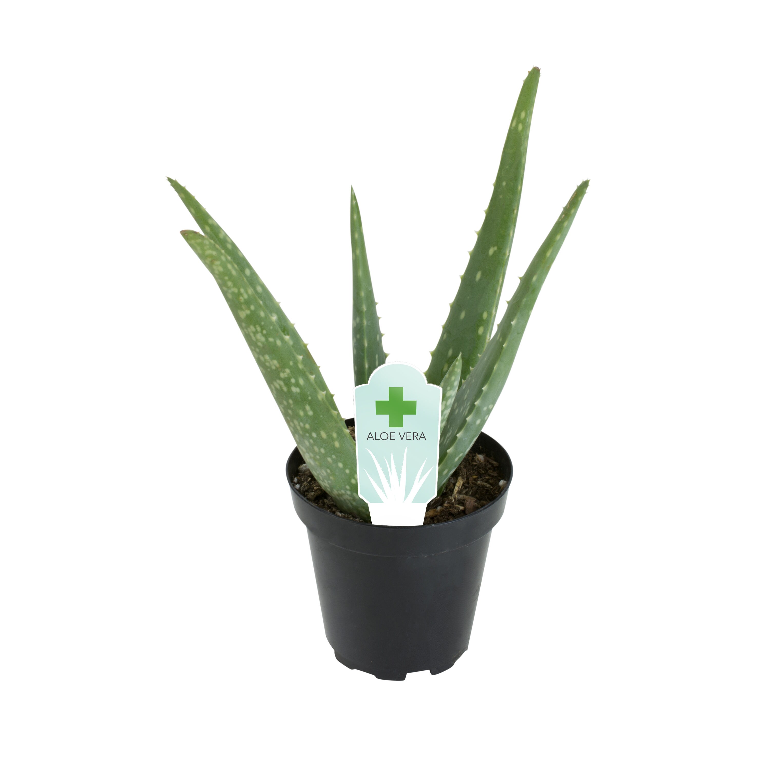 Lowe's 1.0 -Pack Aloe vera in 11.0 -oz Pot