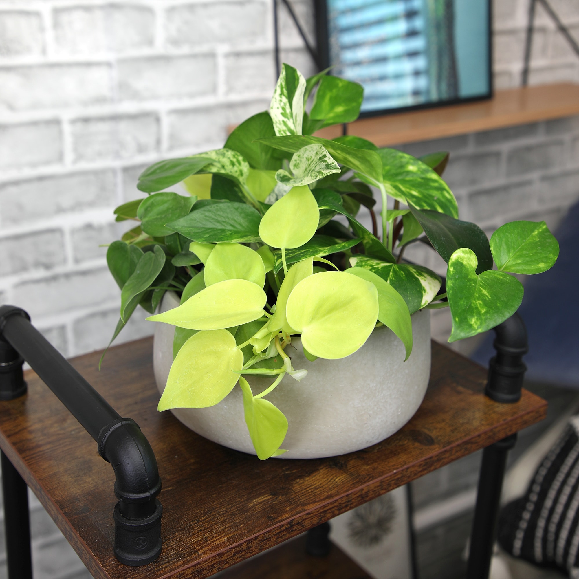 Altman Plants 0873039 hseplants - View #2