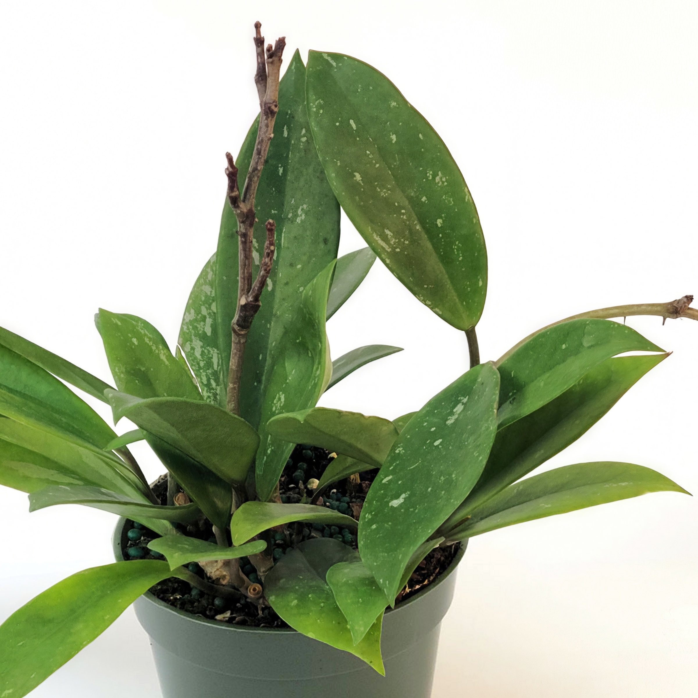 National Plant Network Pink Hoya Pubicalyx Green House plant in 4 Inch(es) Pot 3 -Pack