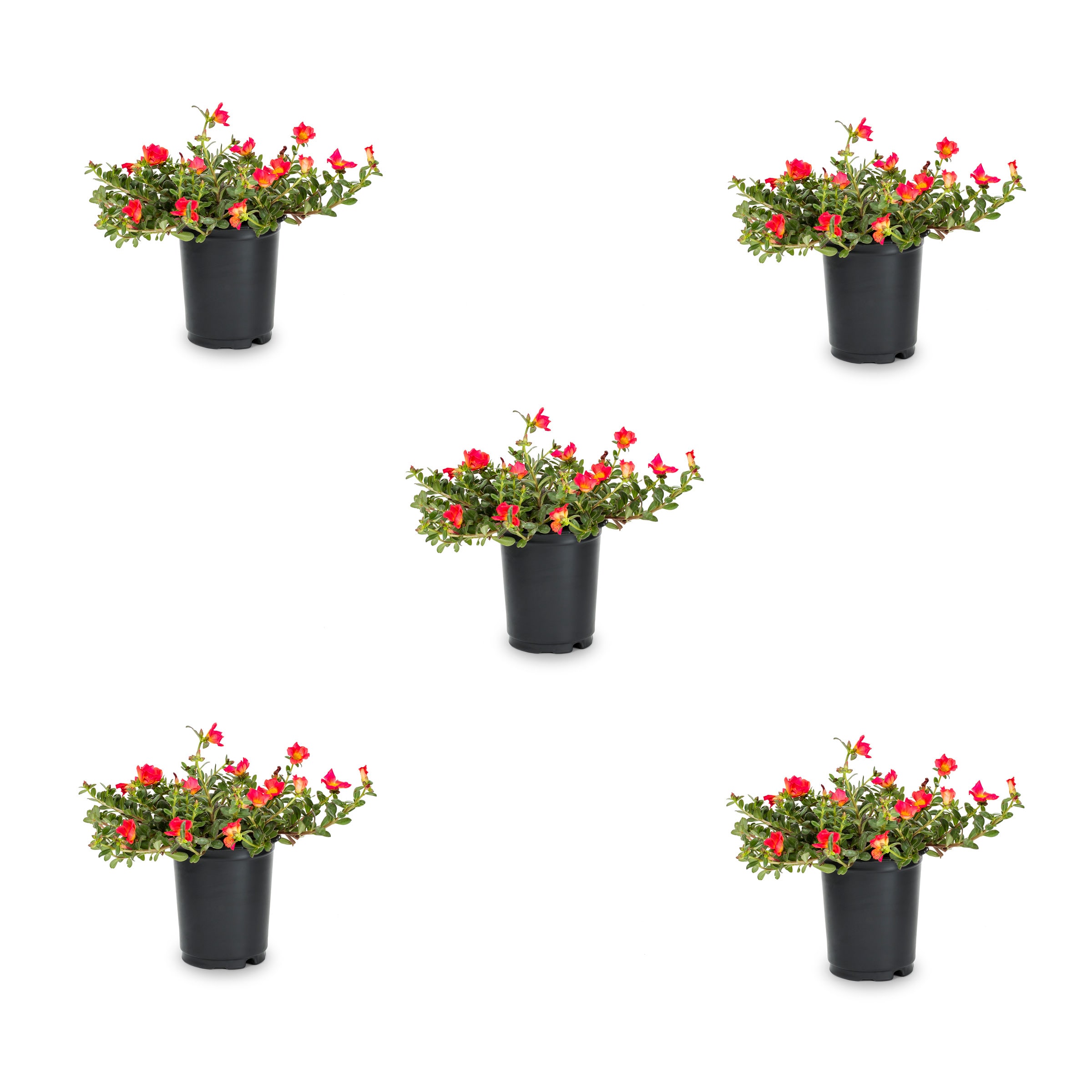 Metrolina Greenhouses 78919 Pink Pink Purslane in 1.5 Pint Pot 5 -Pack