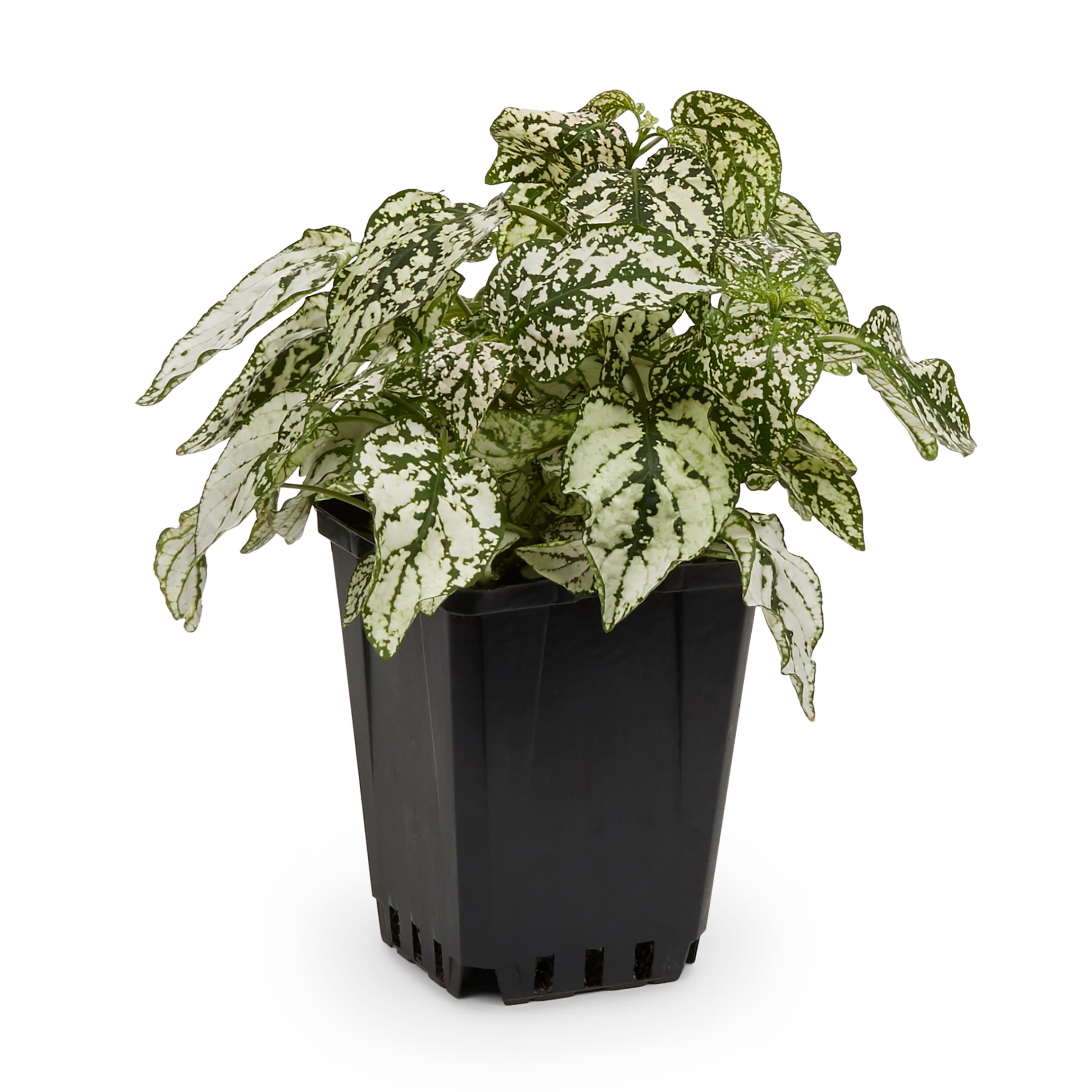 Lowe's Polka Dot Plant in 1-Pint Pot in the Annuals department at