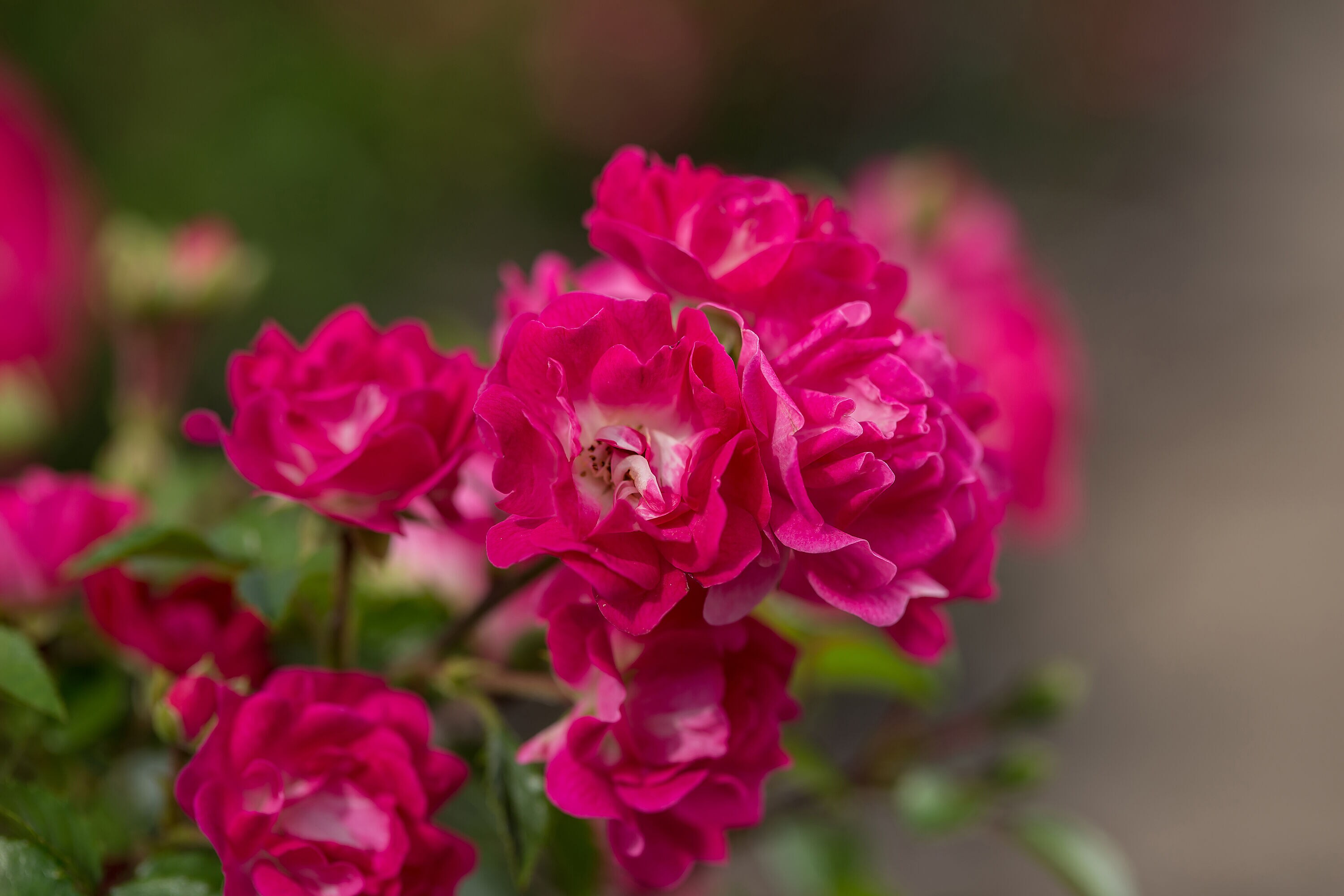 Lowe's NURSERY roses - View #2