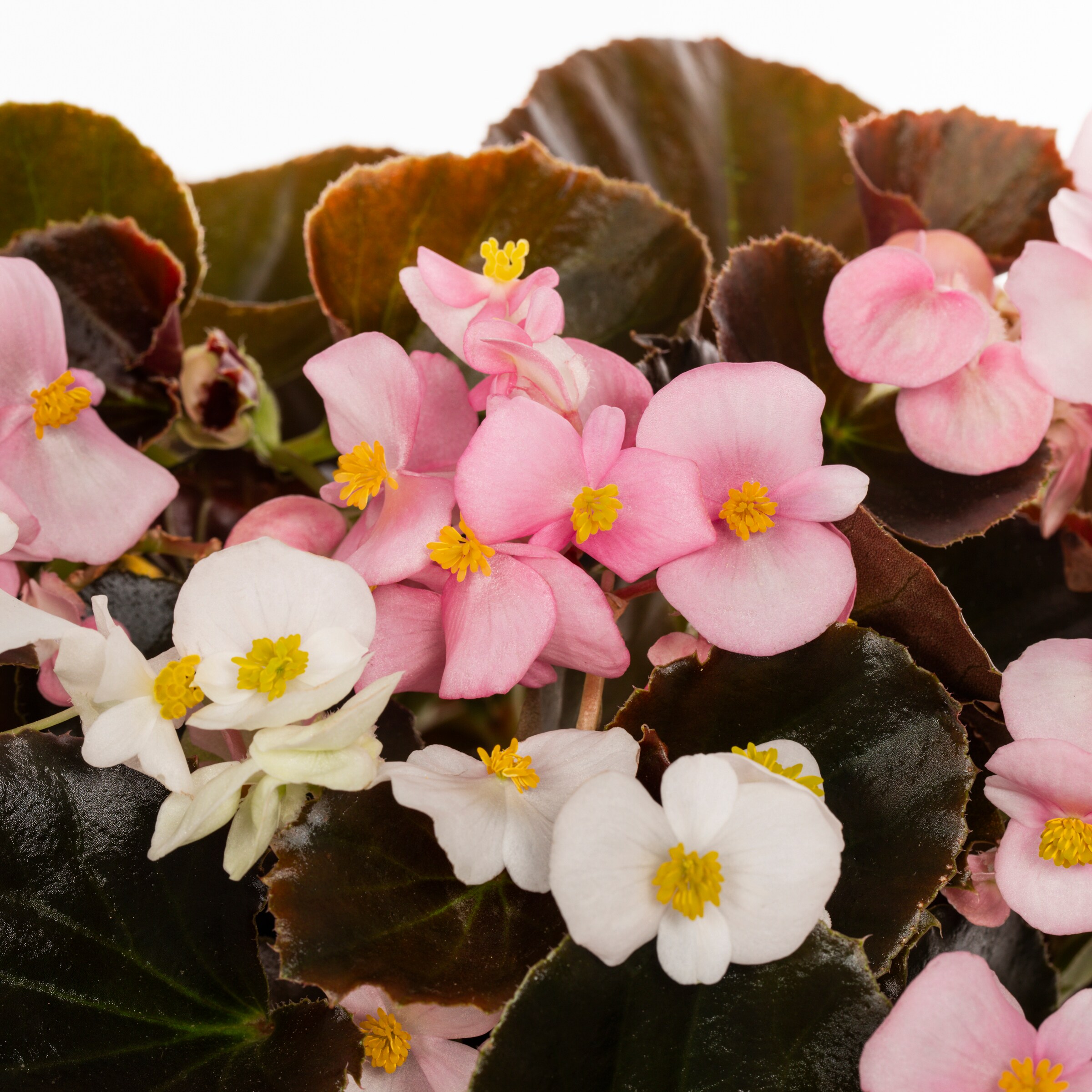 Lowe's NURSERY annuals - View #2