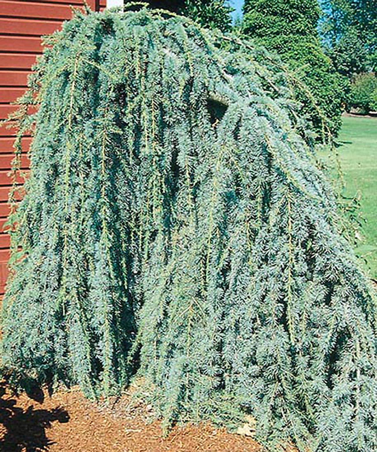 Lowe's 386331 -Gallon Feature Weeping Blue Atlas Cedar In pot (with soil)