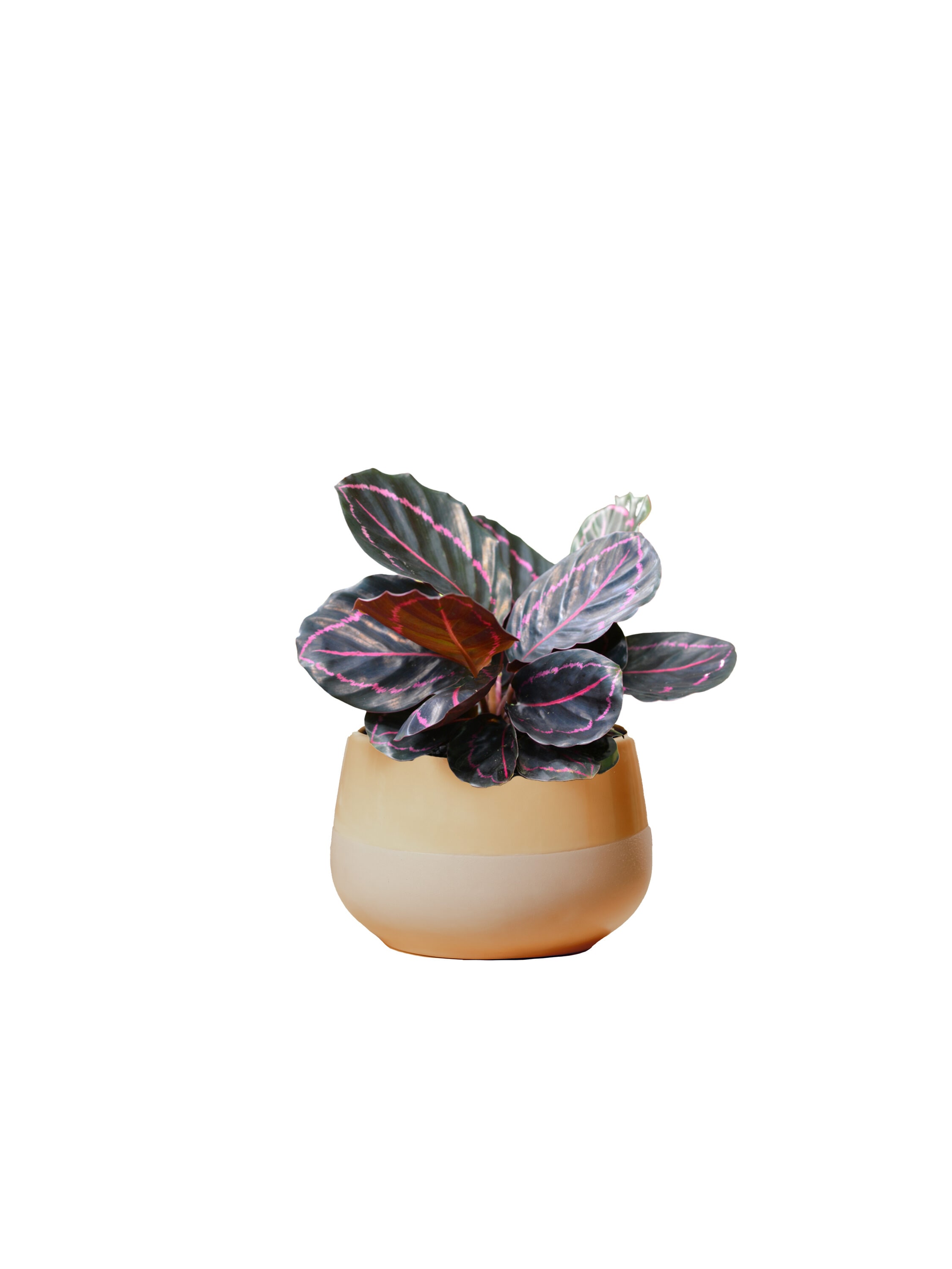 LiveTrends ASB06974 Chai - Calathea Dottie House plant in 6 Inch(es) Pot 1.0 -Pack