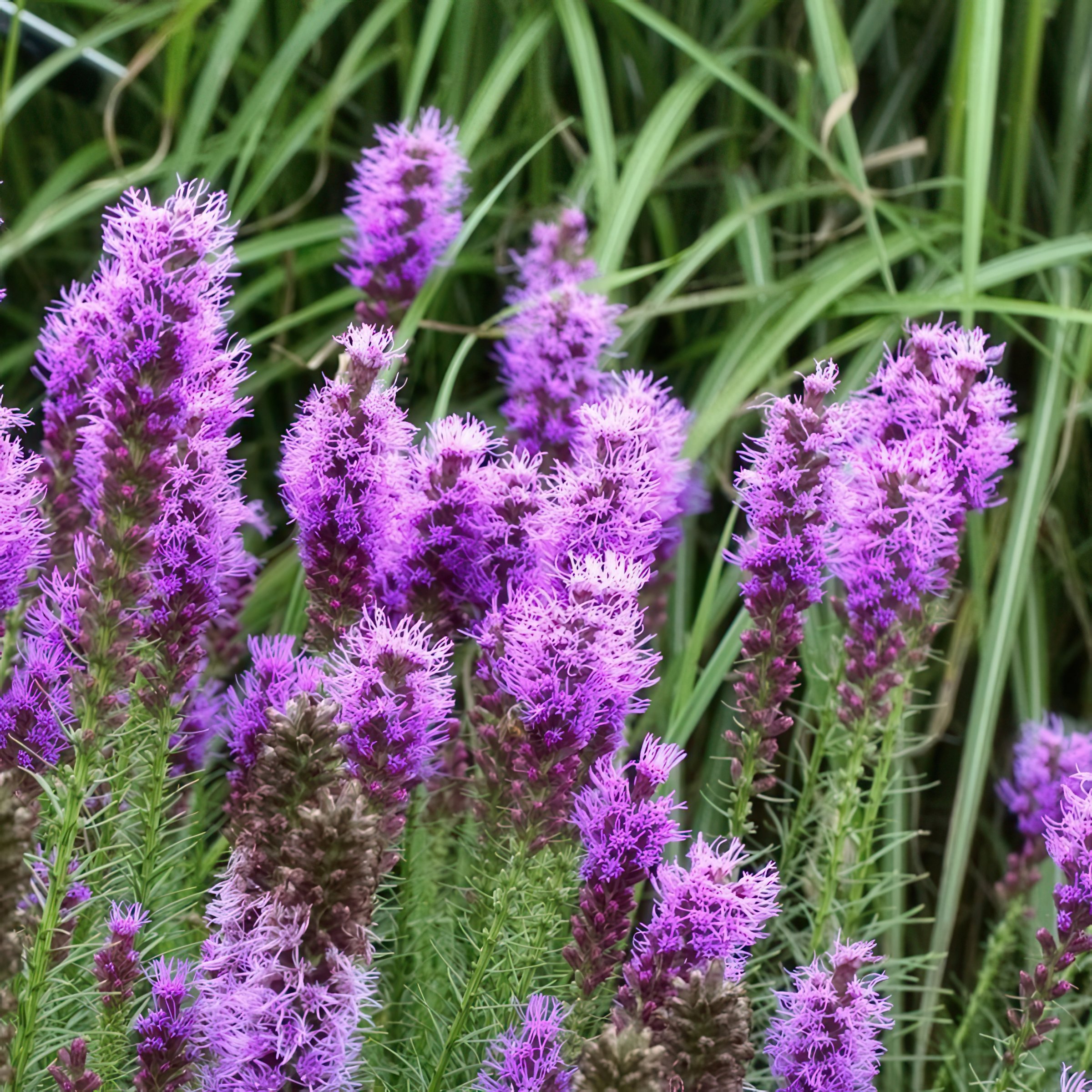 National Plant Network LW1904 perennials - View #2