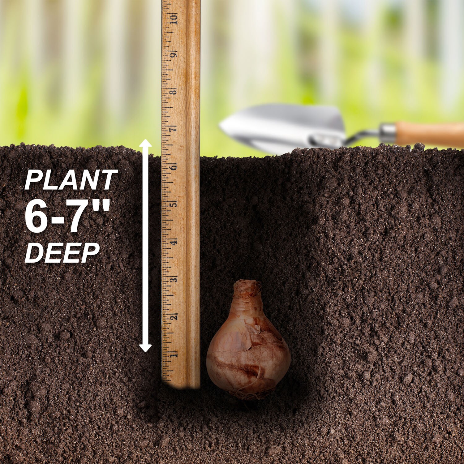 Garden State Bulb ECF-116-25-01 Plant-Bulbs - View #5