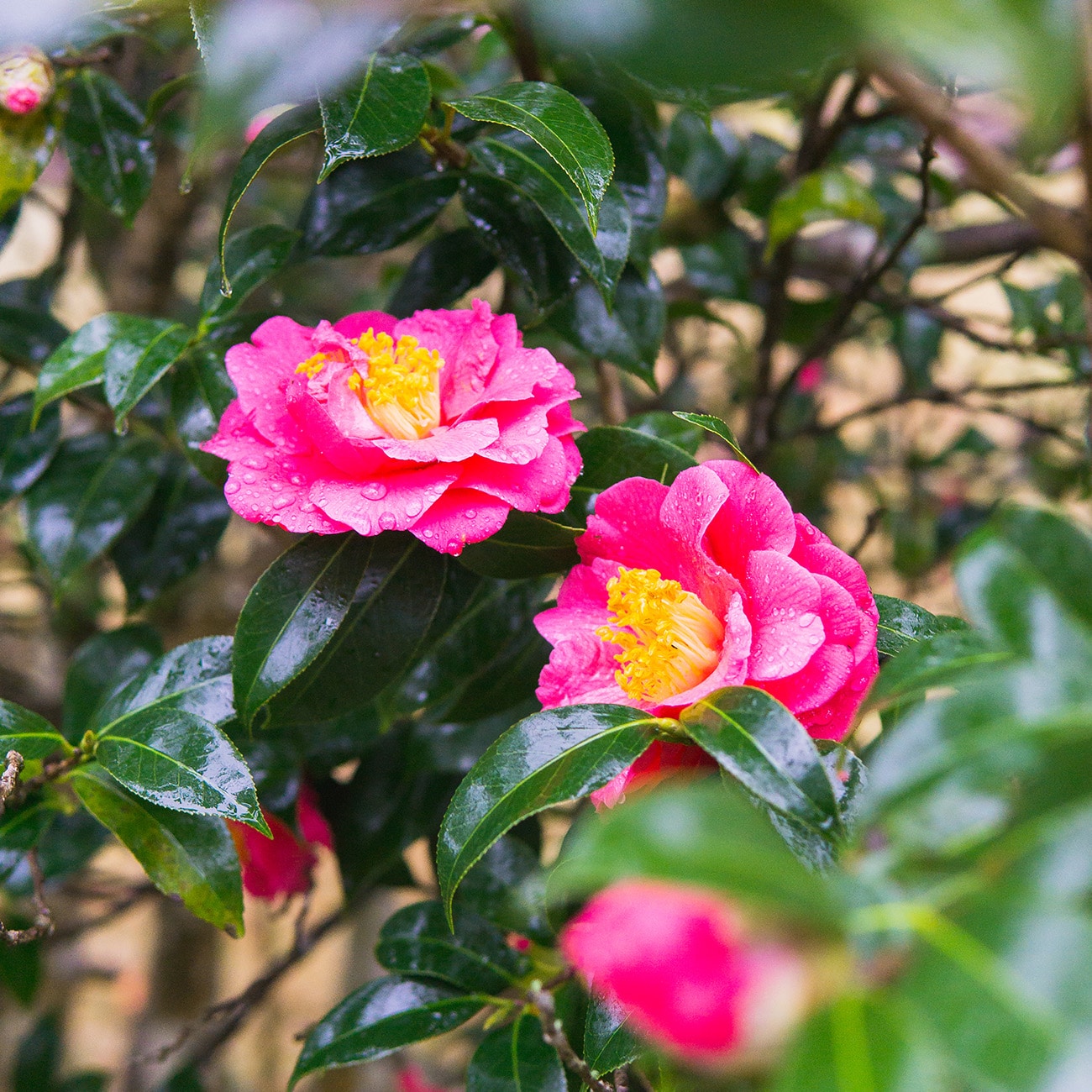 Perfect Plants Pink Shi-shi Gashira Camellia Flowering Shrub in 3 ...