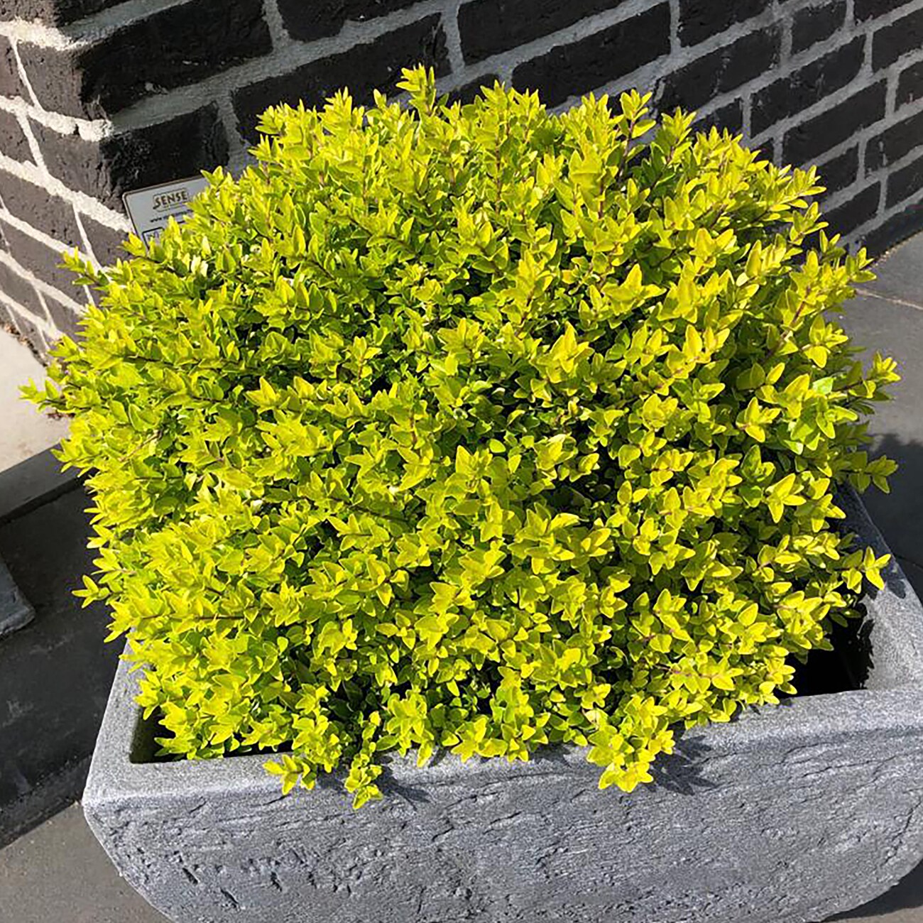 Van Zyverden 82957 White Lonicera Thunderbolt Bulbs