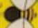 Bee Print Yellow