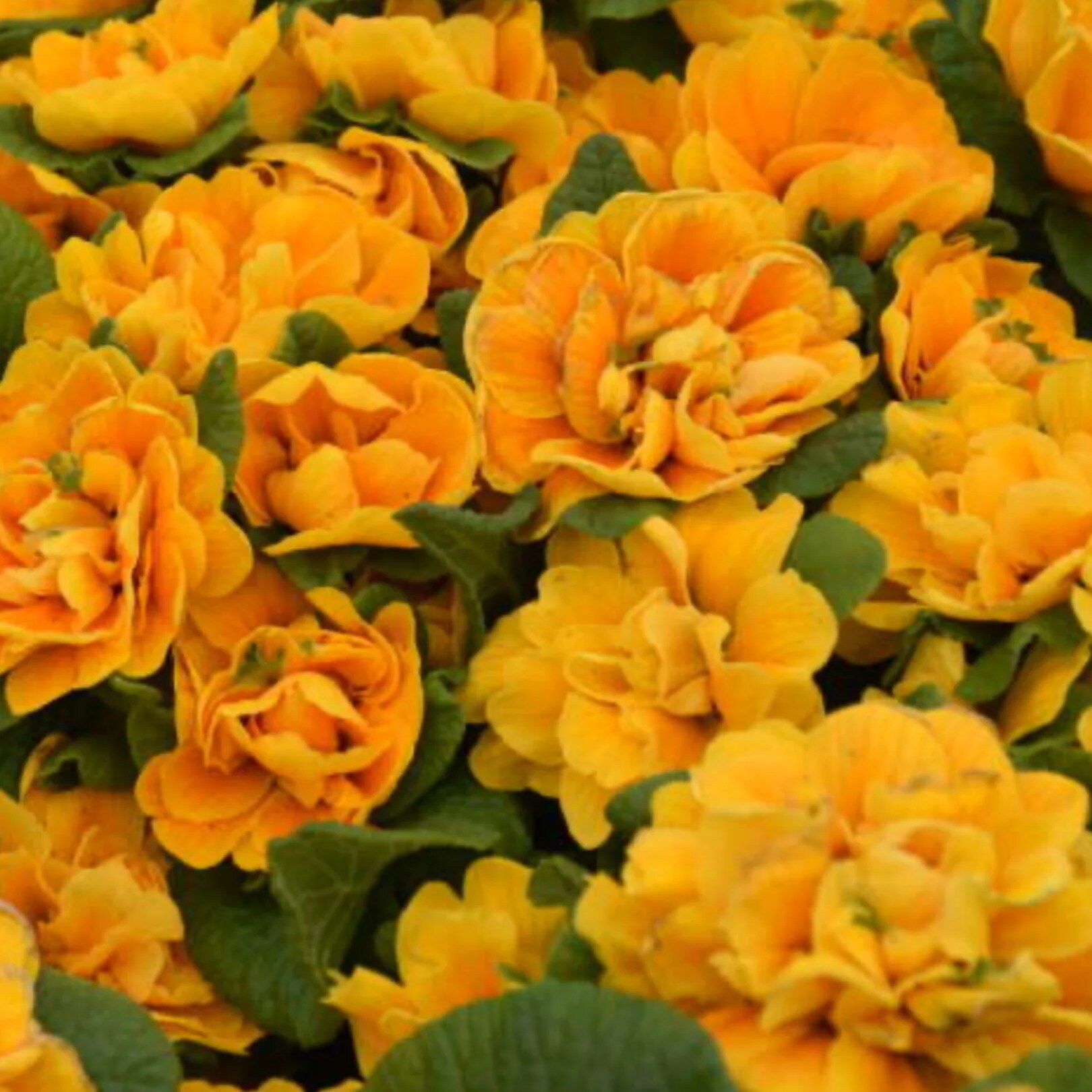 Proven Winner 272870 perennials - View #2