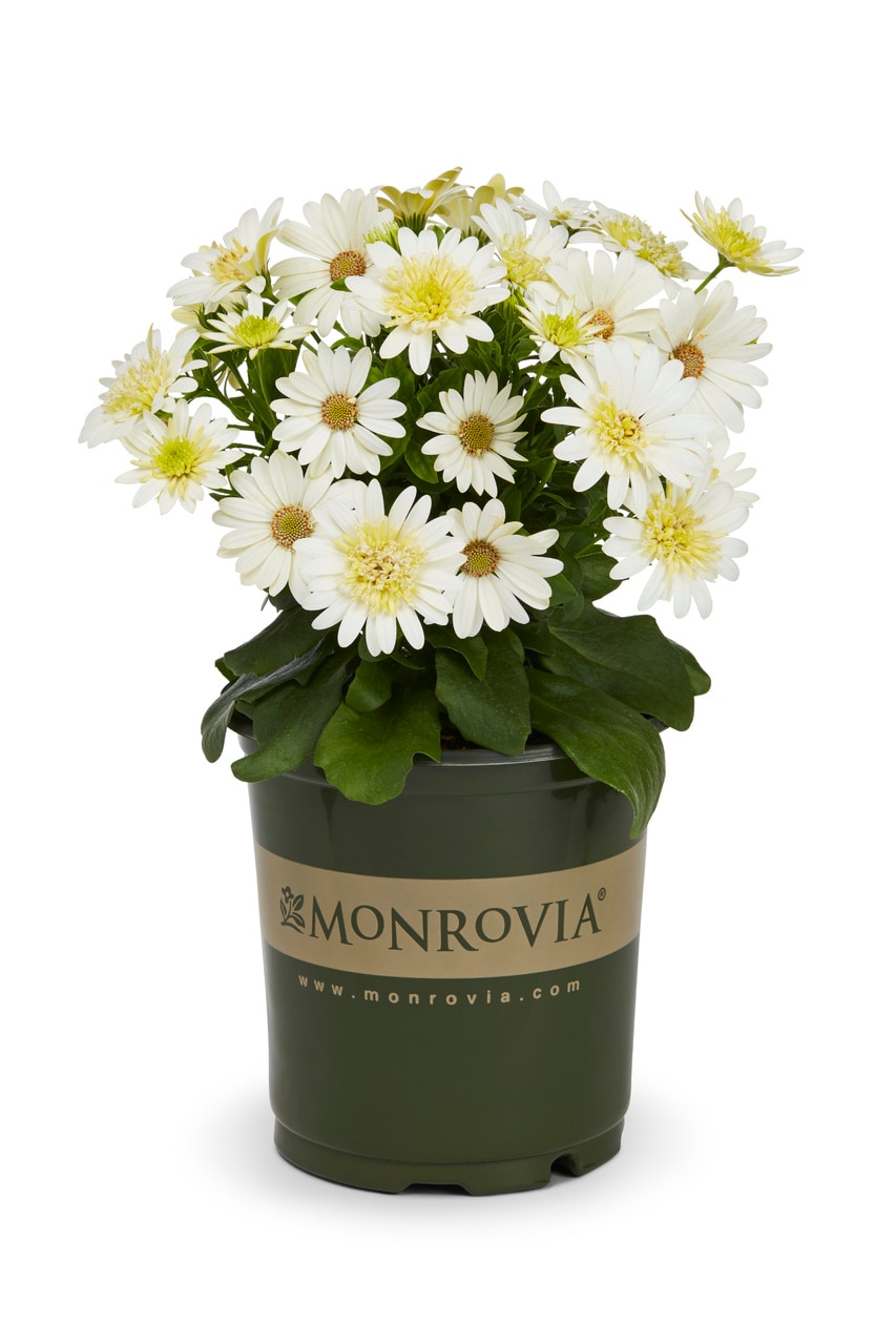 Monrovia 4831 annuals - View #3