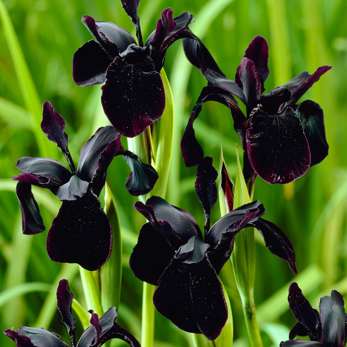 The black outlet iris