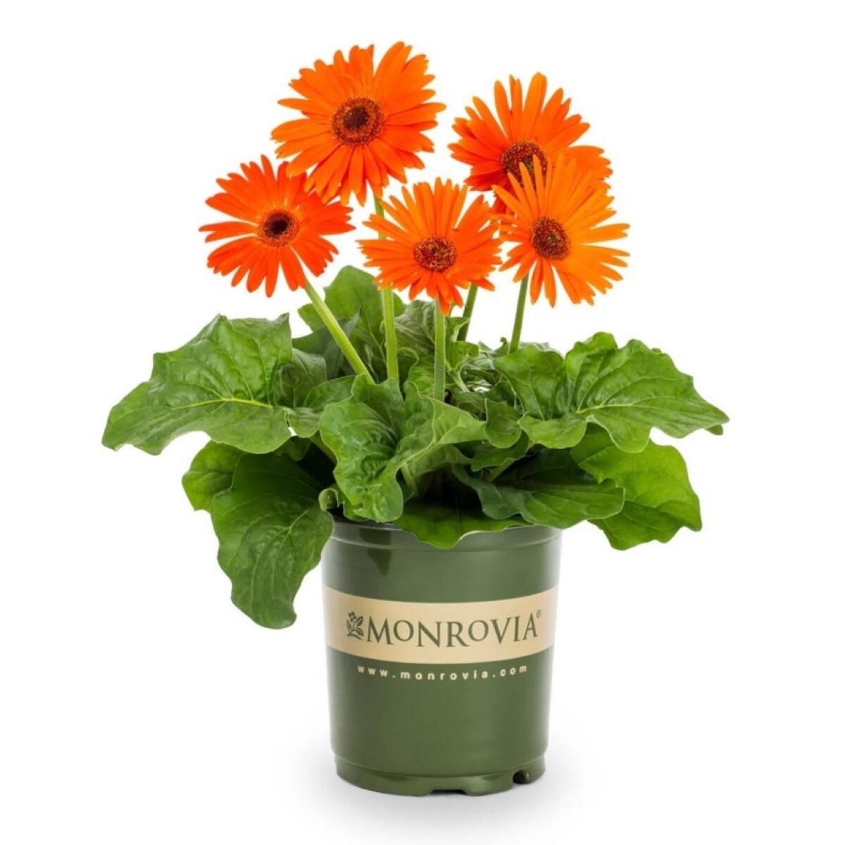 Monrovia NURSERY Orange Garvinea Sweet Glow in 2.50 Quart(s) Pot