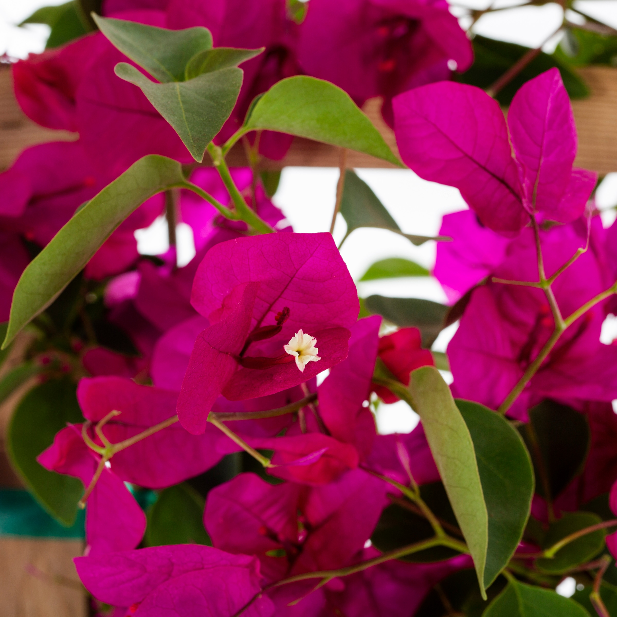 Multicolor Bougainvillea Flowering Shrub in  (s) Pot in the  Shrubs department at 